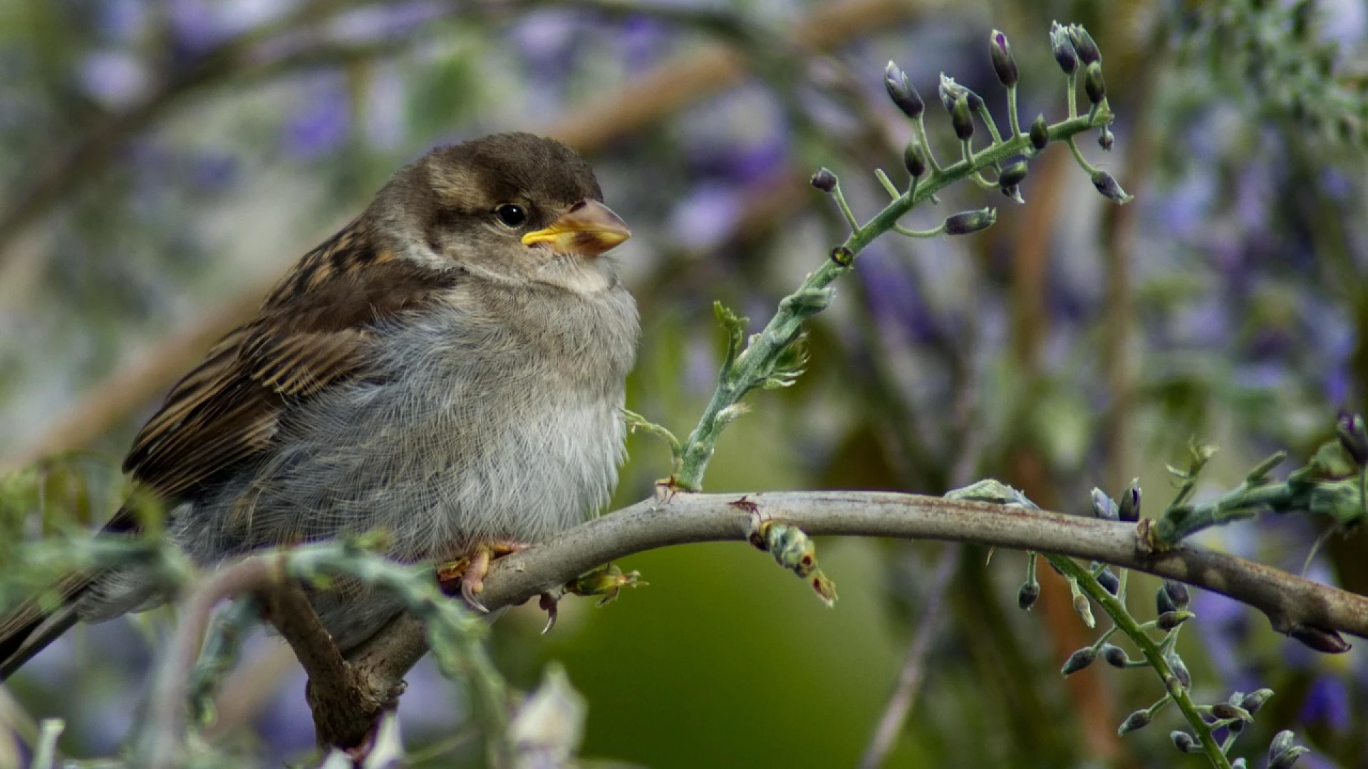Hoofdafbeelding voor artikel Tel de vogels in je tuin tijdens…