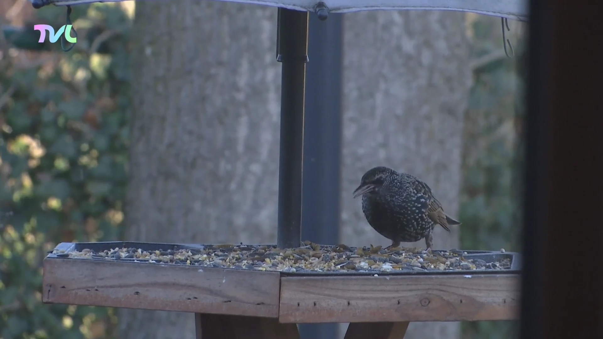 Hoofdafbeelding voor artikel Diepenbeekse vogelaar telt…