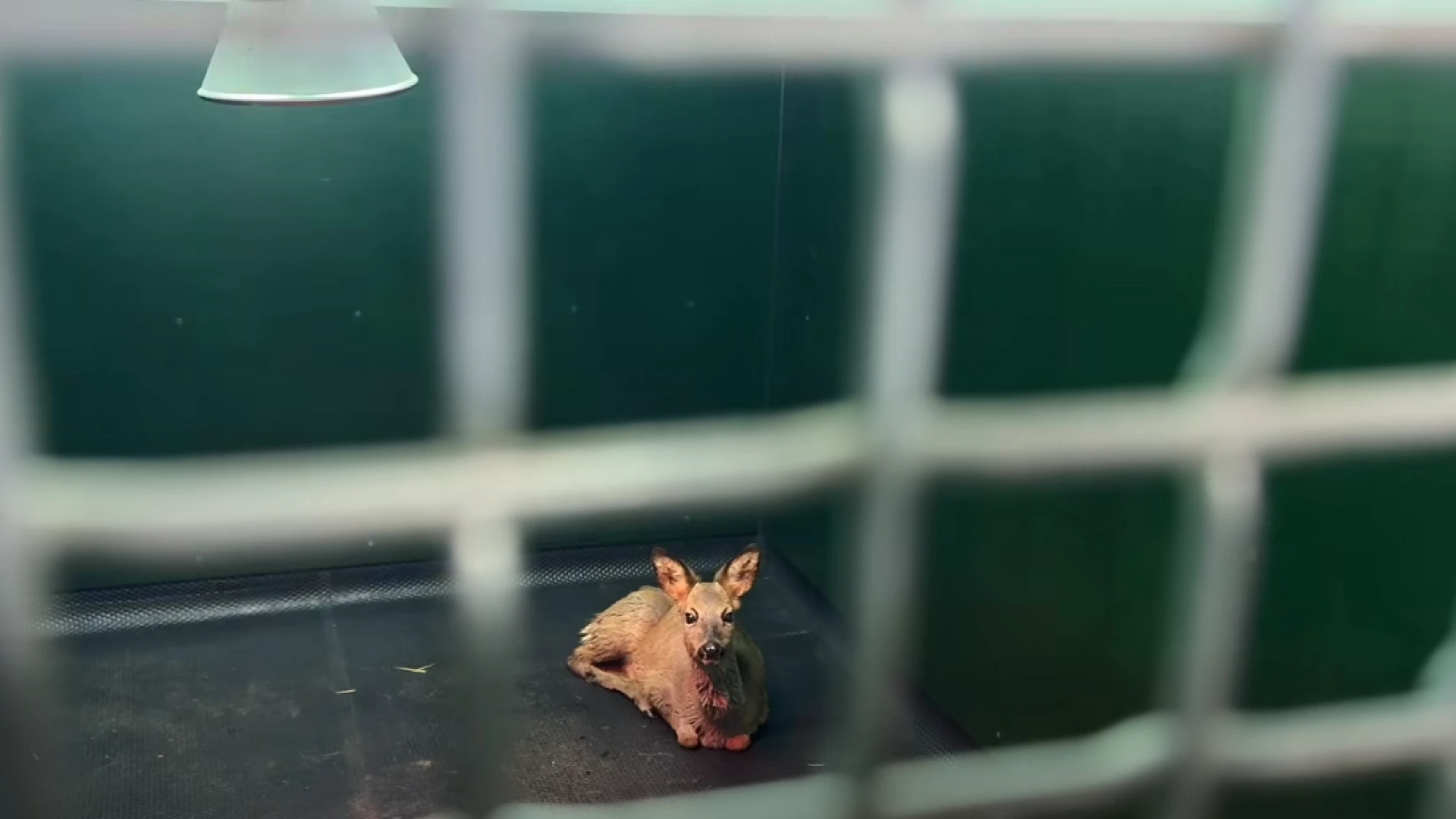 Hoofdafbeelding voor artikel Natuurhulpcentrum haalt ree…