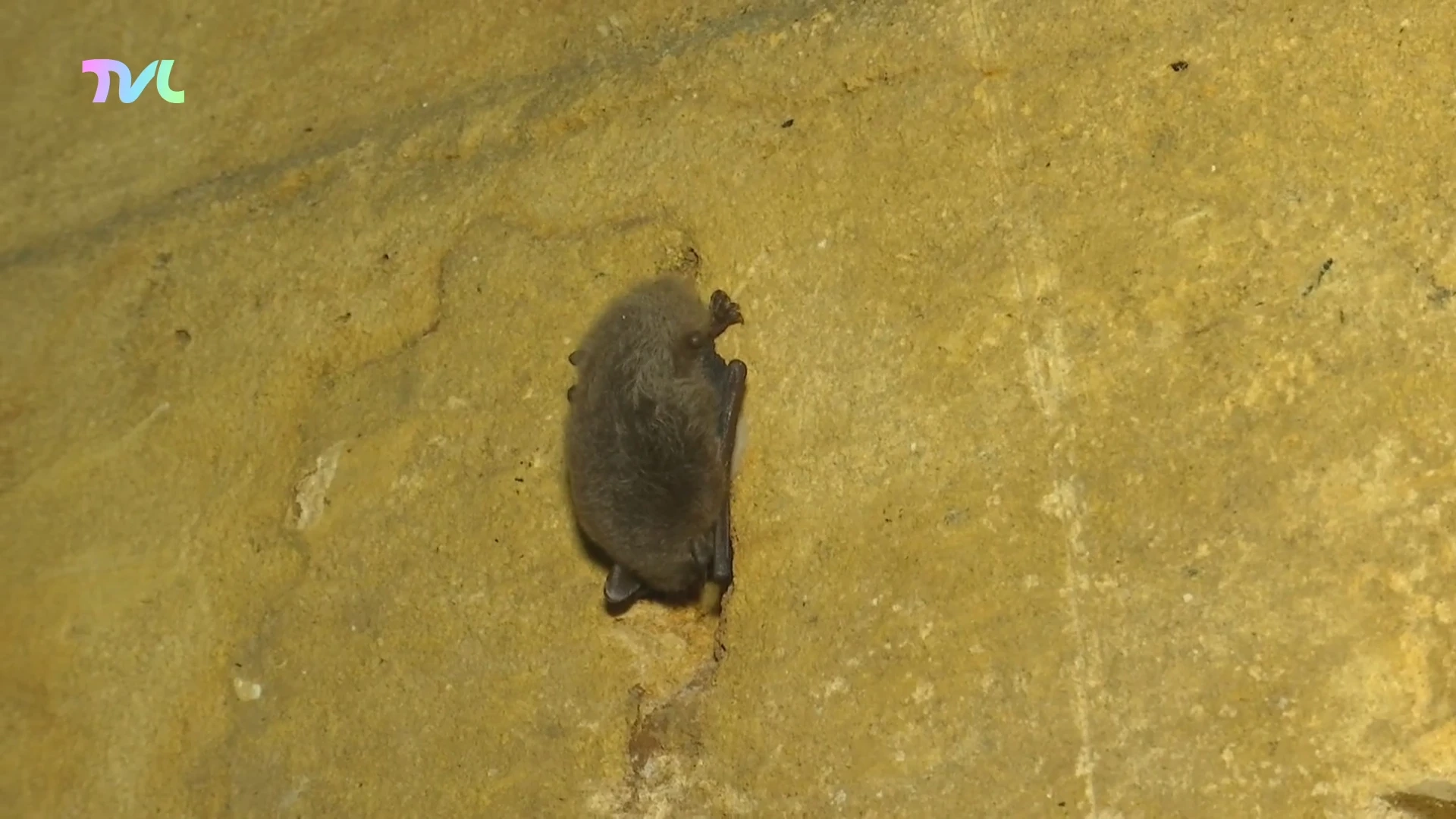 Hoofdafbeelding voor artikel Steeds meer vleermuizen in…