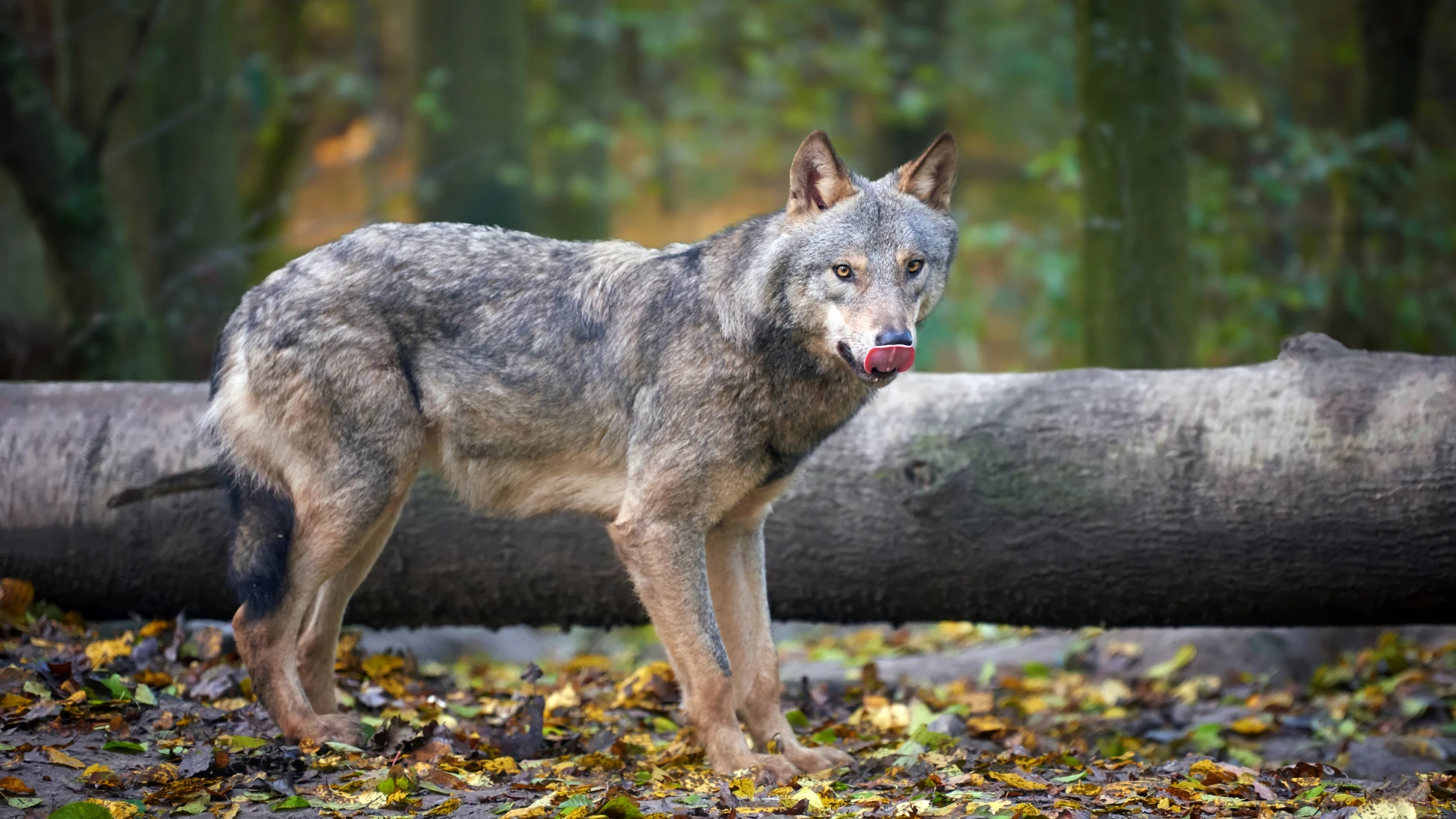 Nieuwe wolf gespot in Maasvallei