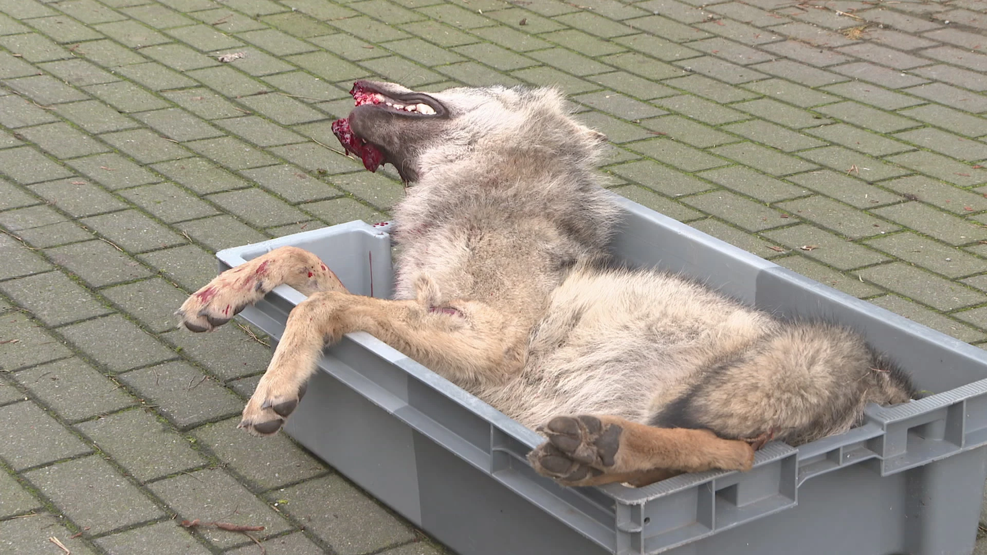 Hoofdafbeelding voor artikel Wolf doodgereden in Oudsbergen…