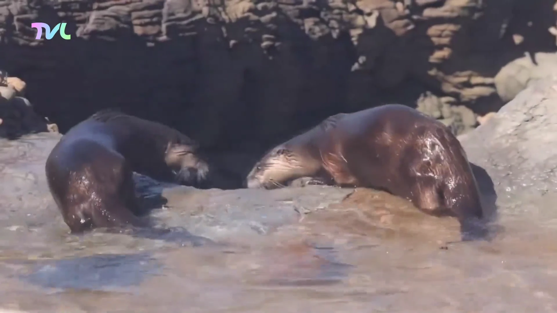 Hoofdafbeelding voor artikel Otters keren terug naar Limburg…