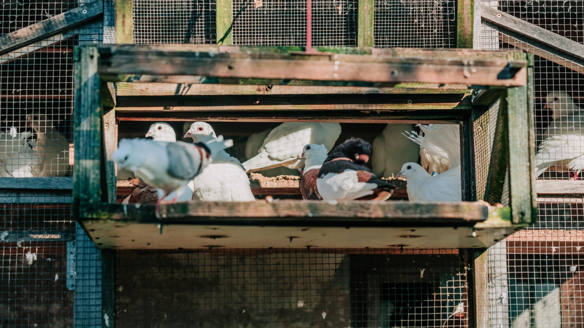 Tot 30 maanden cel en een boete voor 8 Roemeense duivendieven