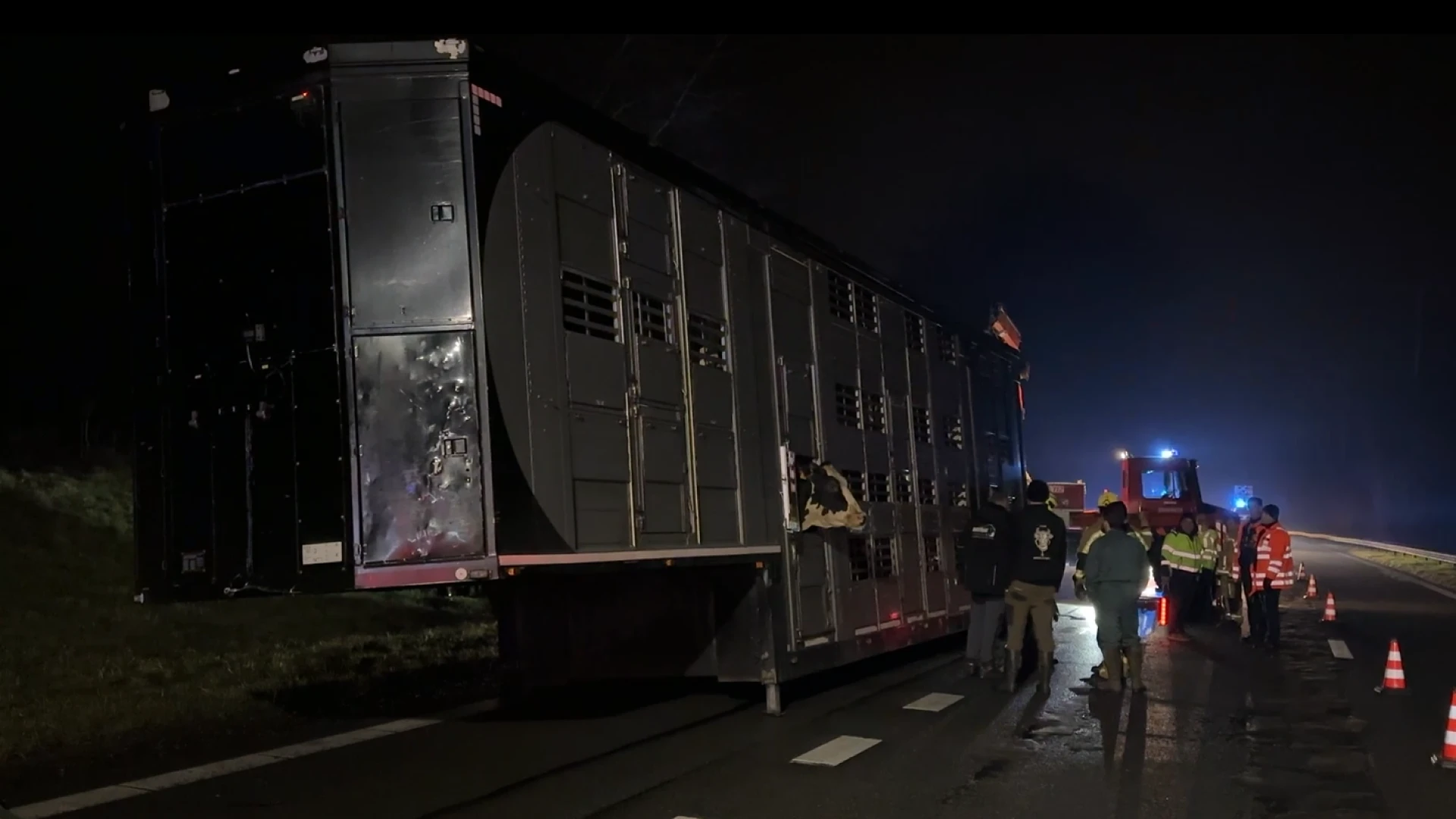 Brand in vrachtwagen op E313: Één koe overleden