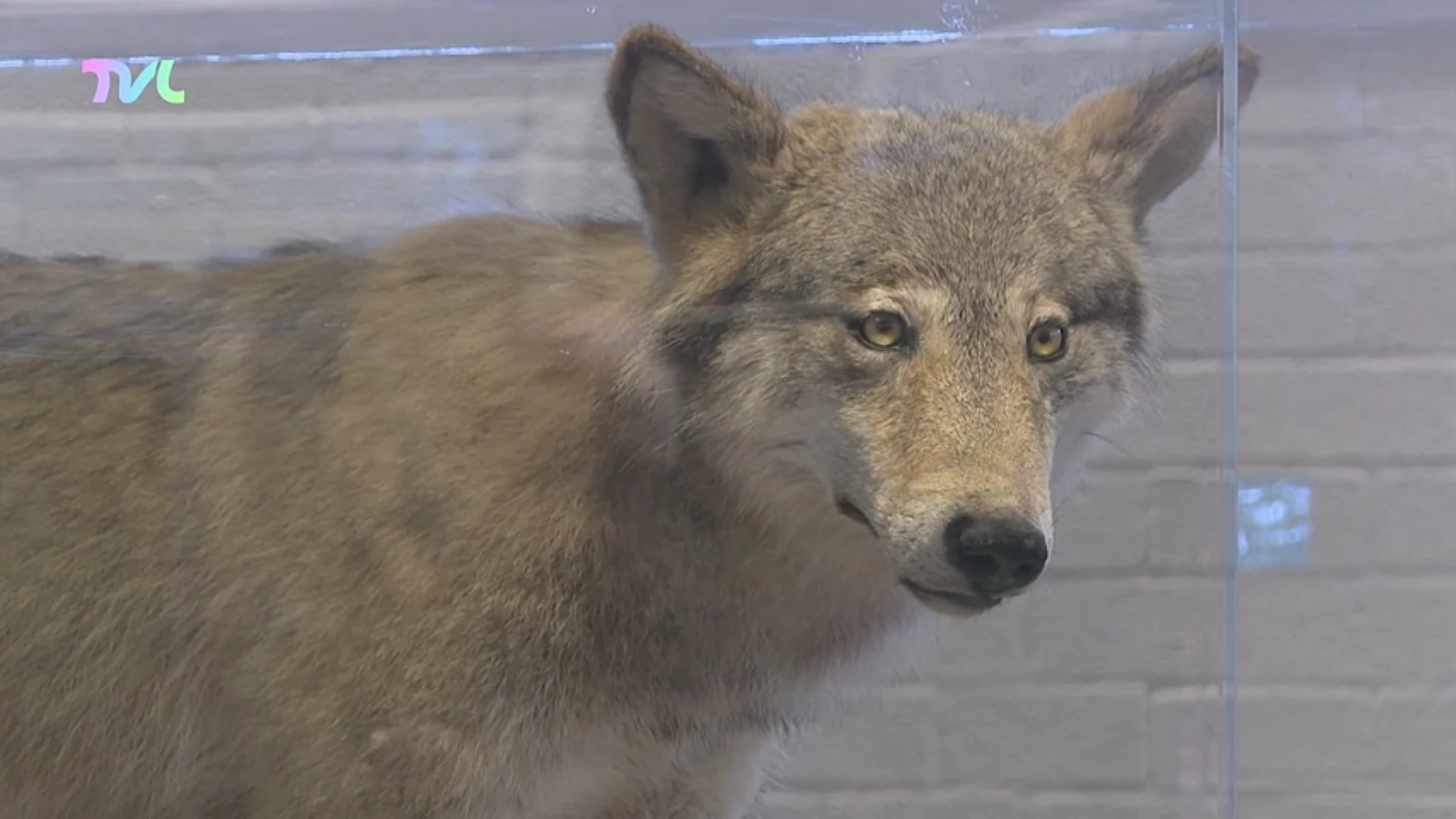 Hoofdafbeelding voor artikel Wolvenexpo opent deuren in…