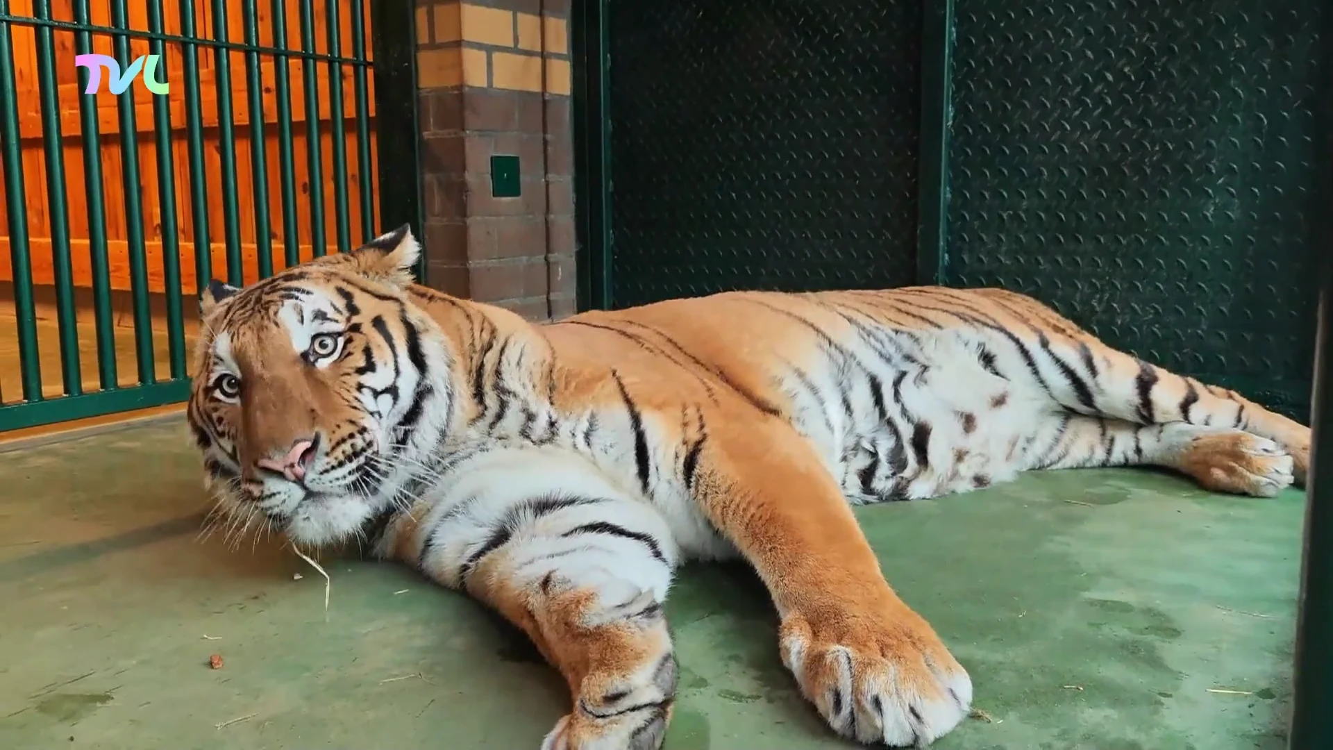 Hoofdafbeelding voor artikel Natuurhulpcentrum haalt tijger…