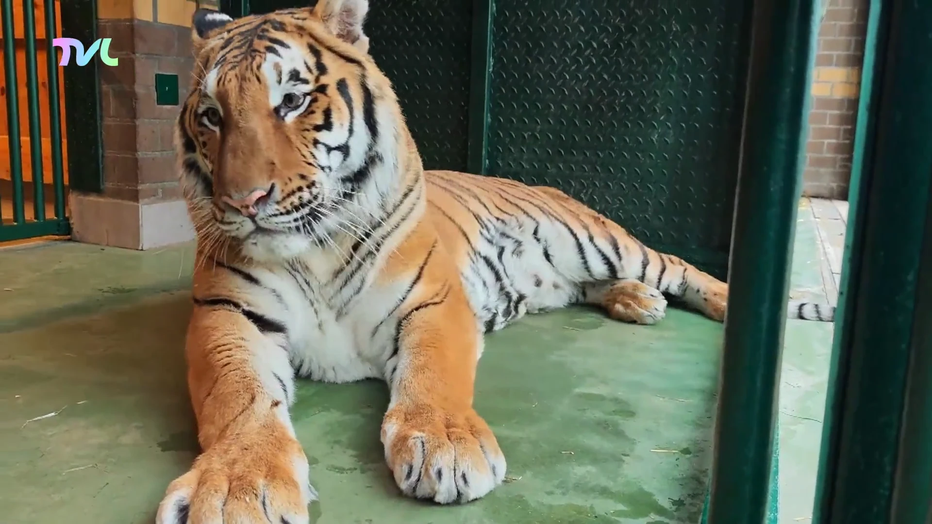 Hoofdafbeelding voor artikel TVL Nieuws, 13 februari 2026