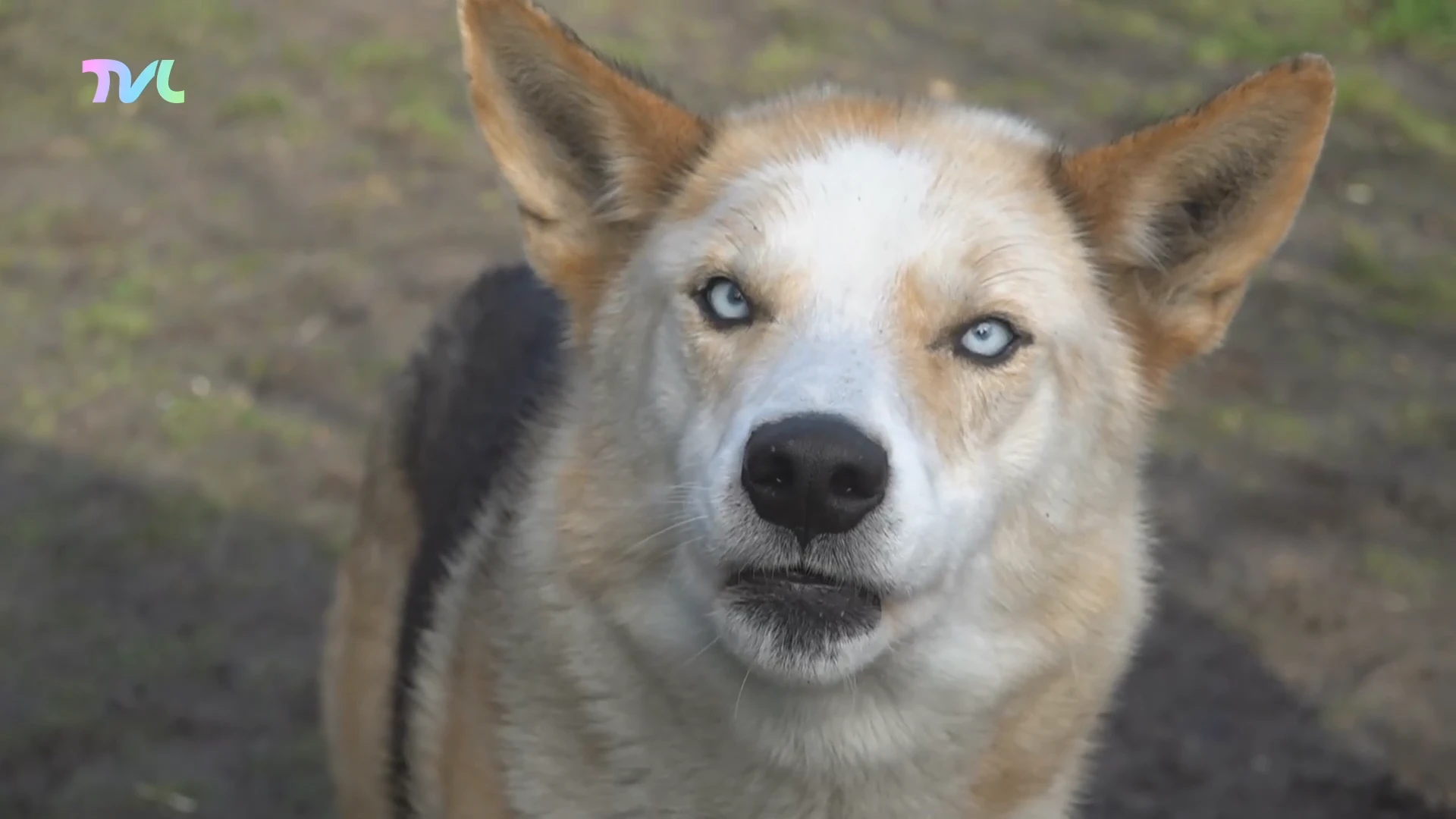 Hoofdafbeelding voor artikel Kabinet dierenwelzijn Weyts…