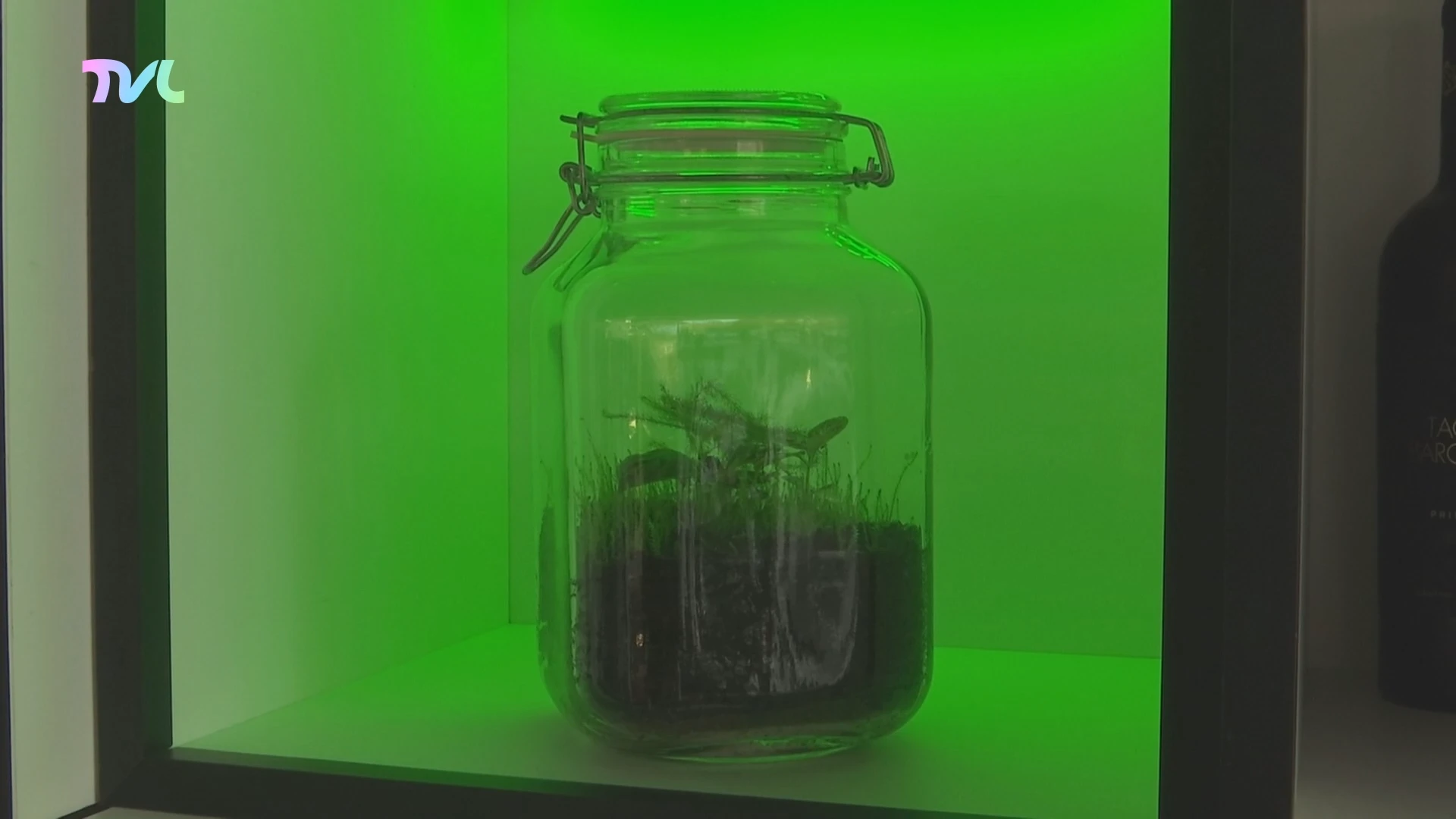 Hoofdafbeelding voor artikel UCLL-studenten bedenken plantenterrarium…