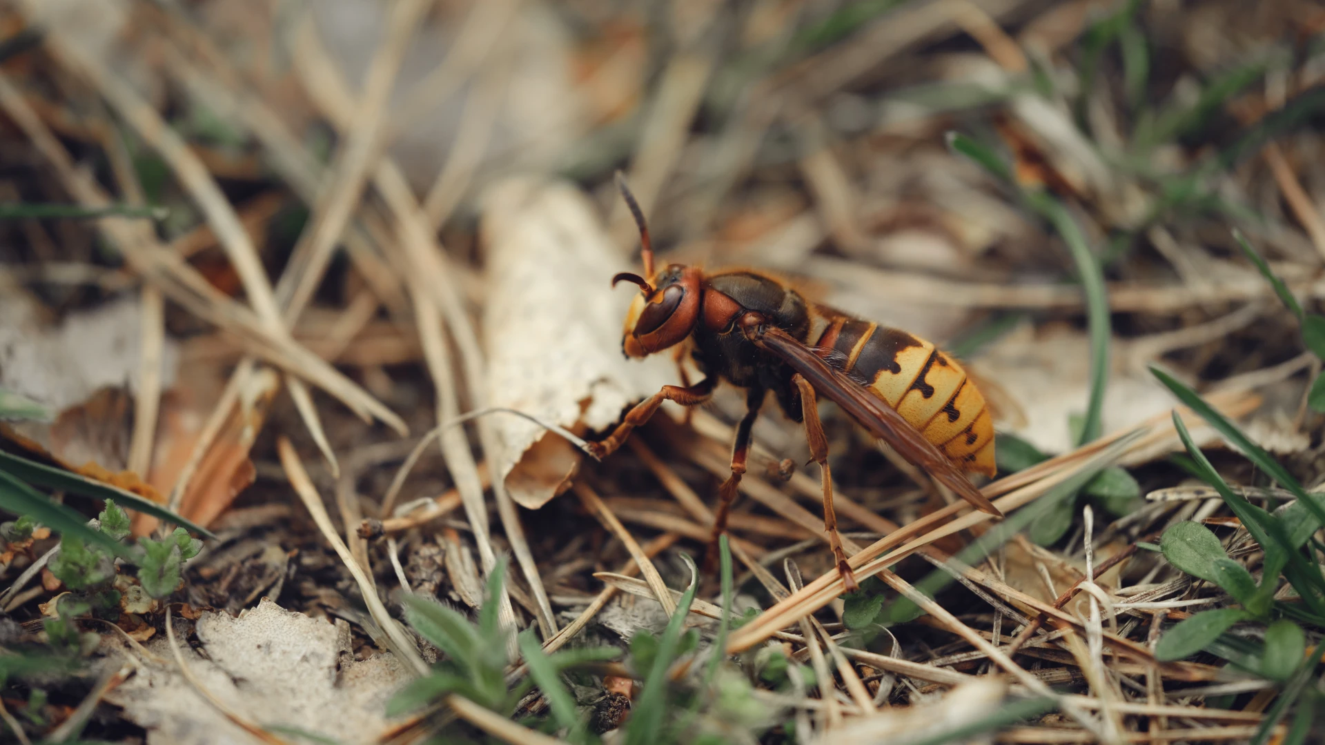 Hoofdafbeelding voor artikel Is strijd verloren tegen Aziatische…