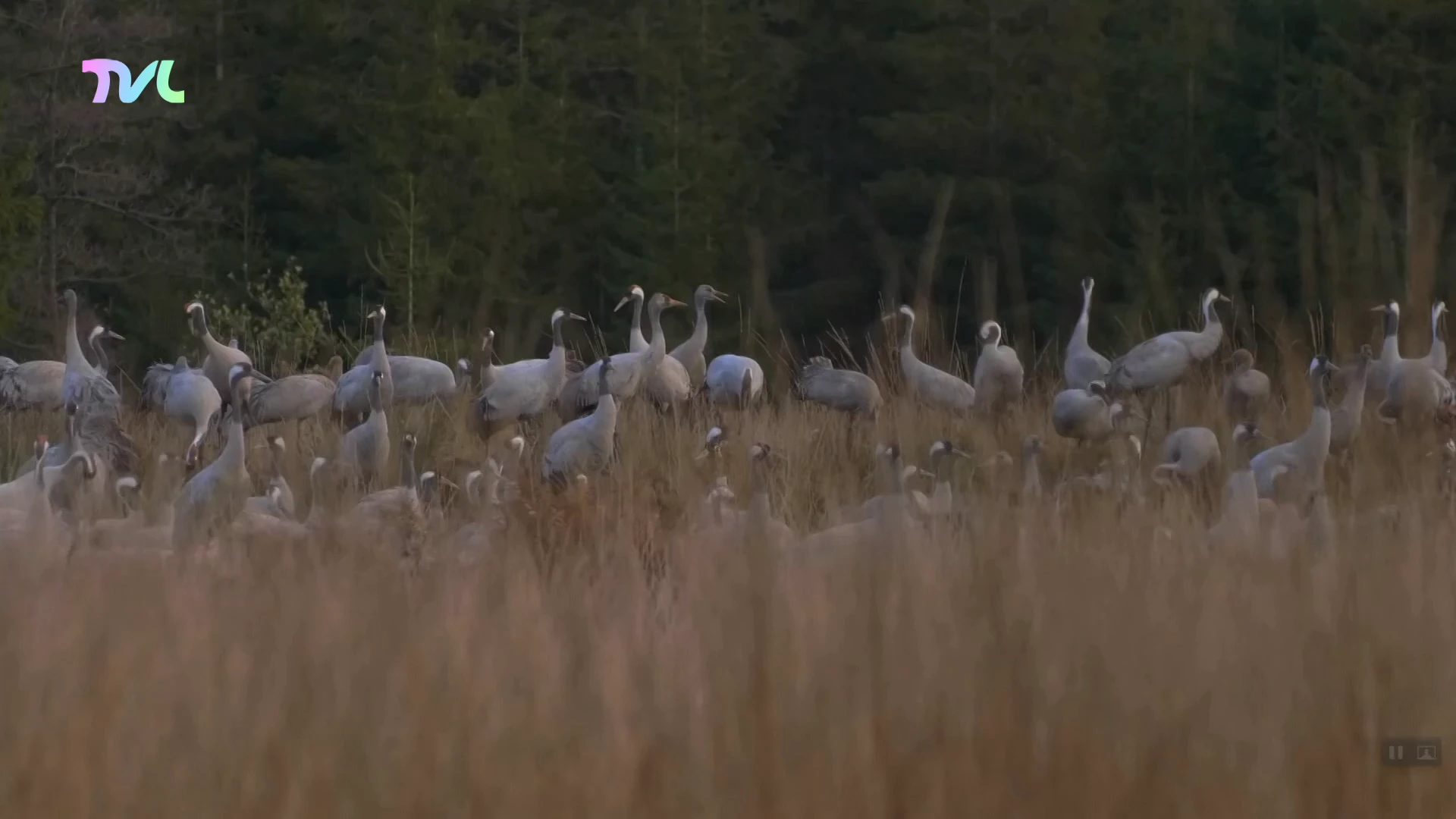 Hoofdafbeelding voor artikel Ook kraanvogels trekken over…