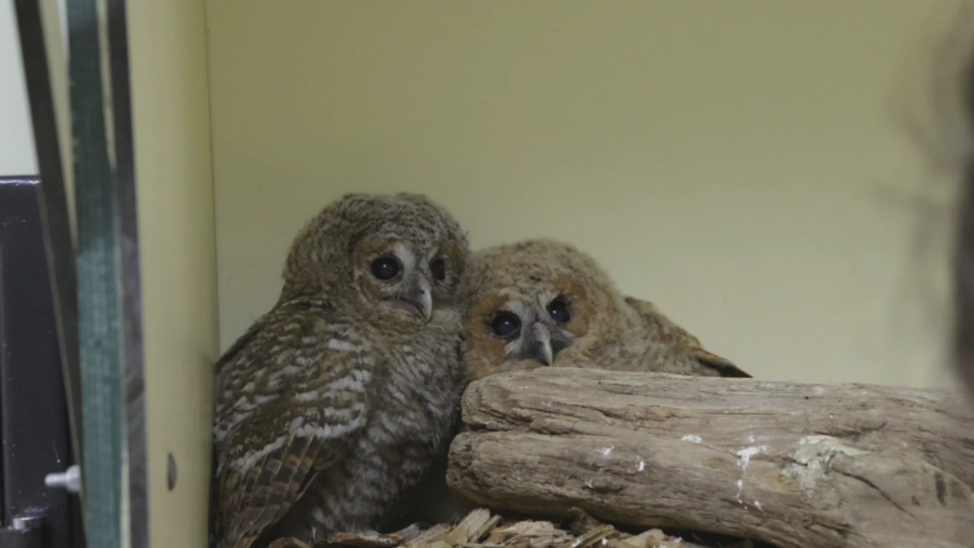 Hoofdafbeelding voor artikel Natuurhulpcentrum Opglabbeek…