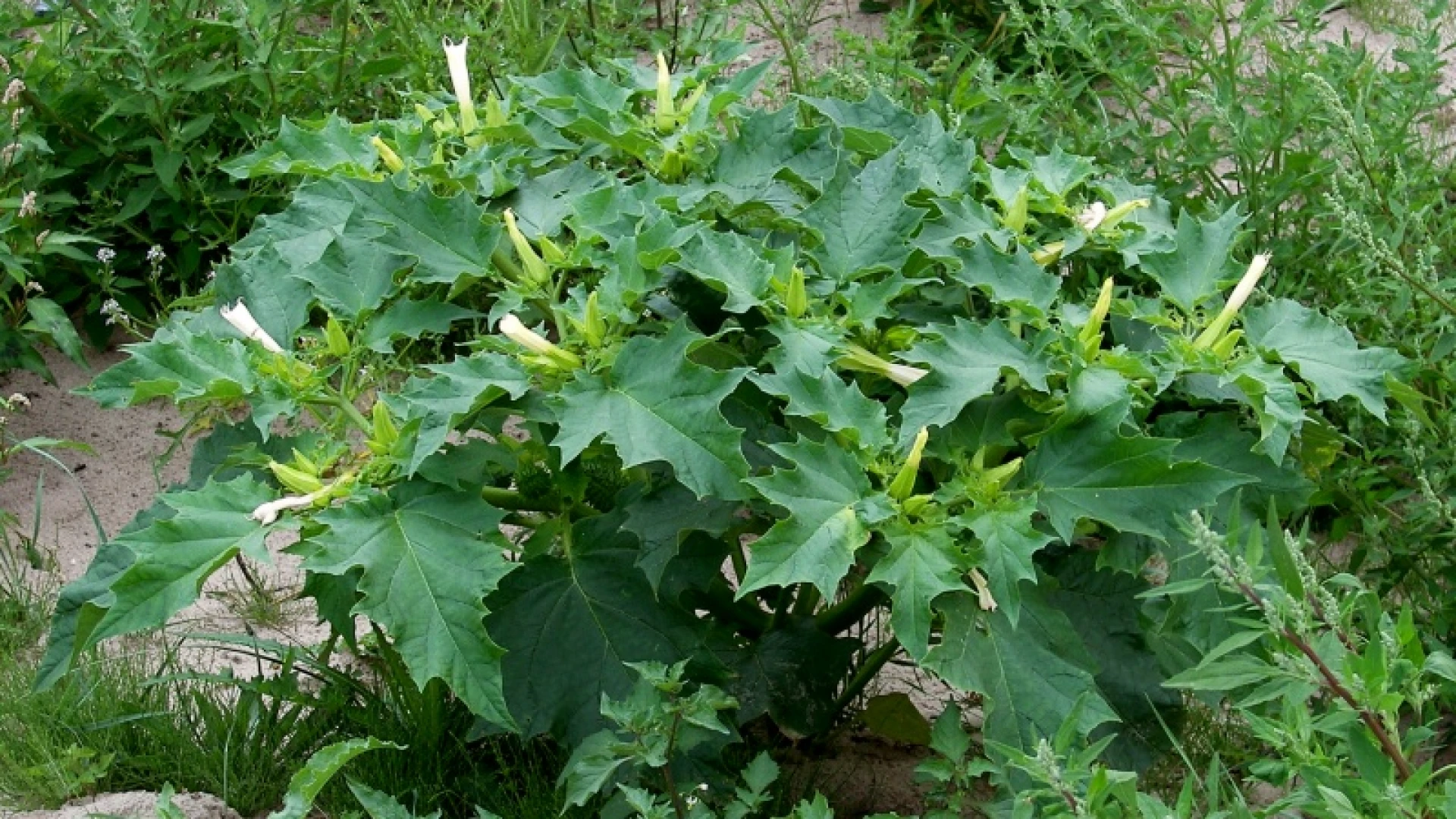 Hoofdafbeelding voor artikel Limburgse Boerenbond waarschuwt…