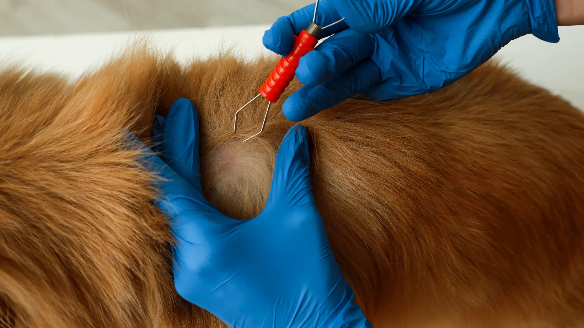 Hoofdafbeelding voor artikel Tekenseizoen van start: Wat…