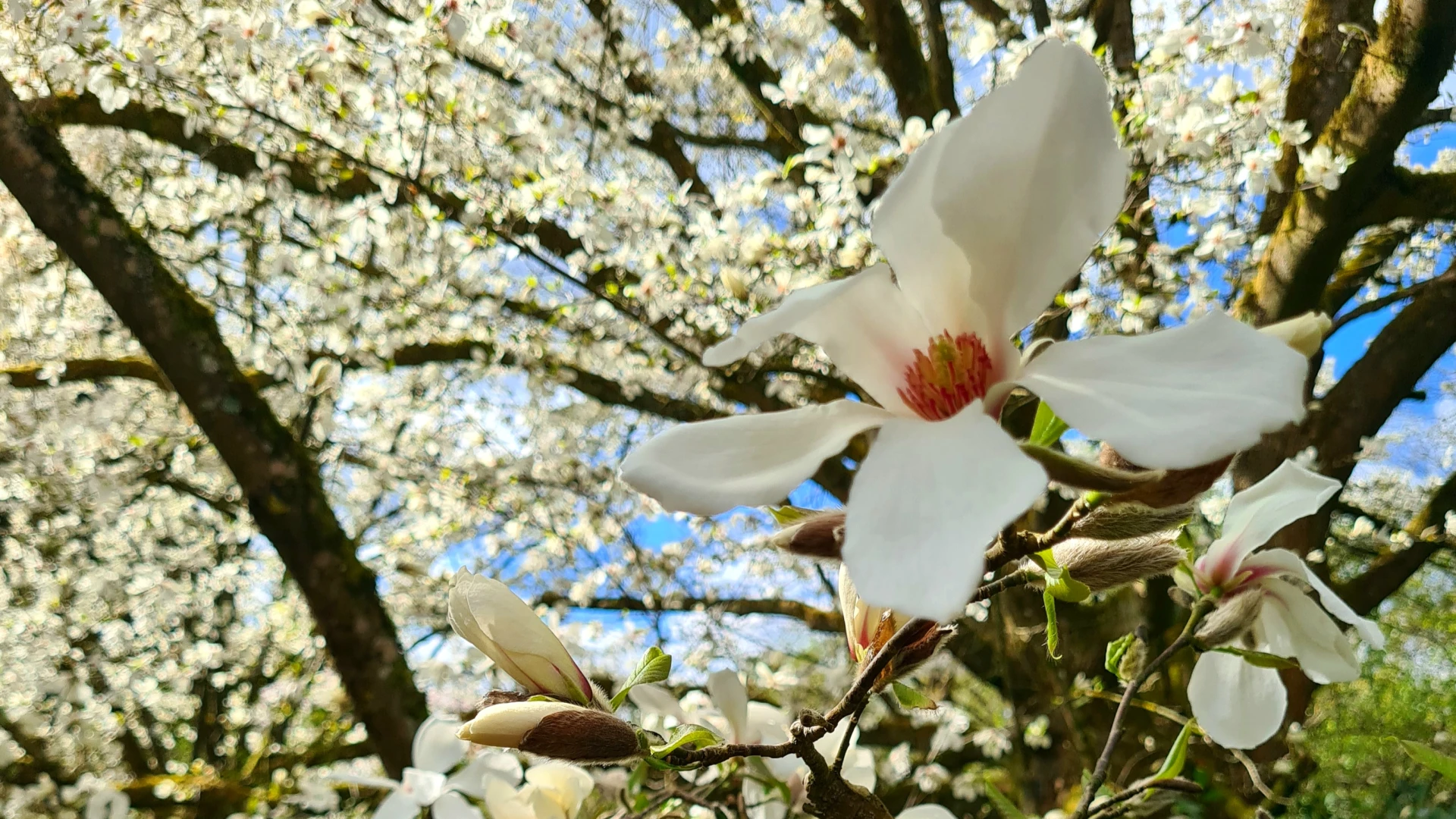 Hoofdafbeelding voor artikel Magnolia's staan in bloei…