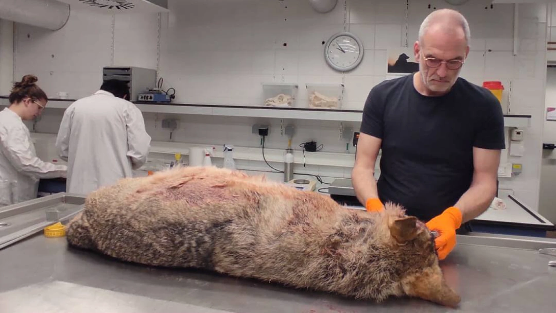 Autopsie bevestigt dat doodgereden wolvin stammoeder Noëlla is