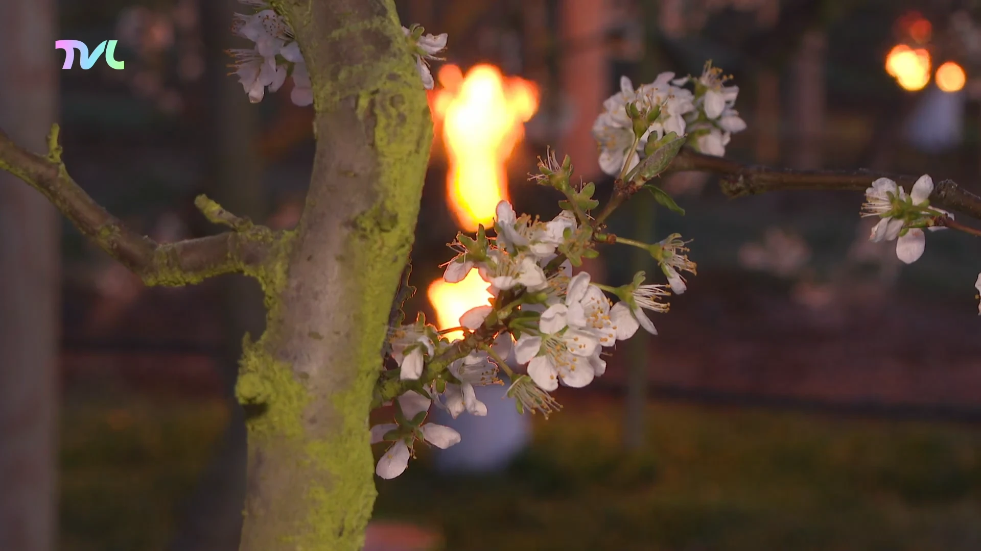 Hoofdafbeelding voor artikel Fruitboeren wapenen zich tegen…