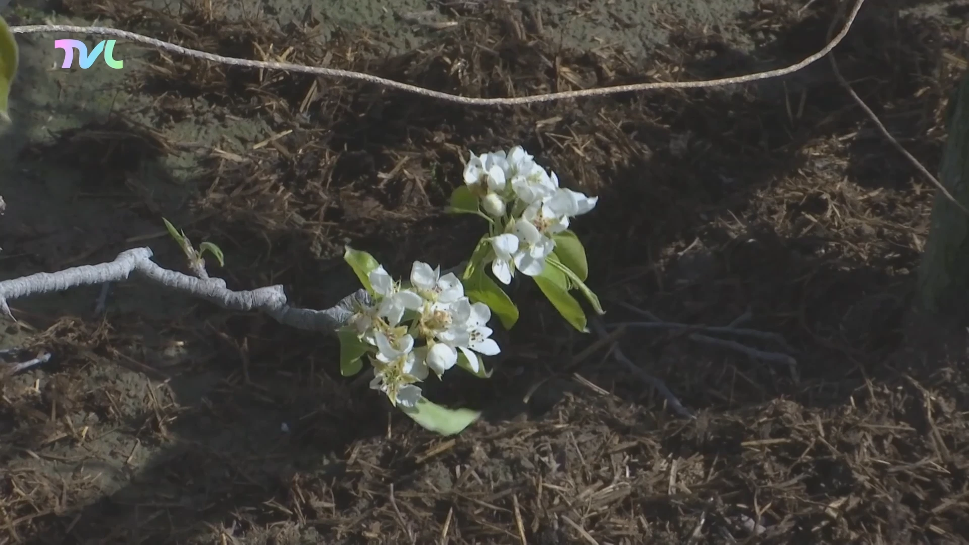 Hoofdafbeelding voor artikel Bloesemseizoen al voor 75ste…