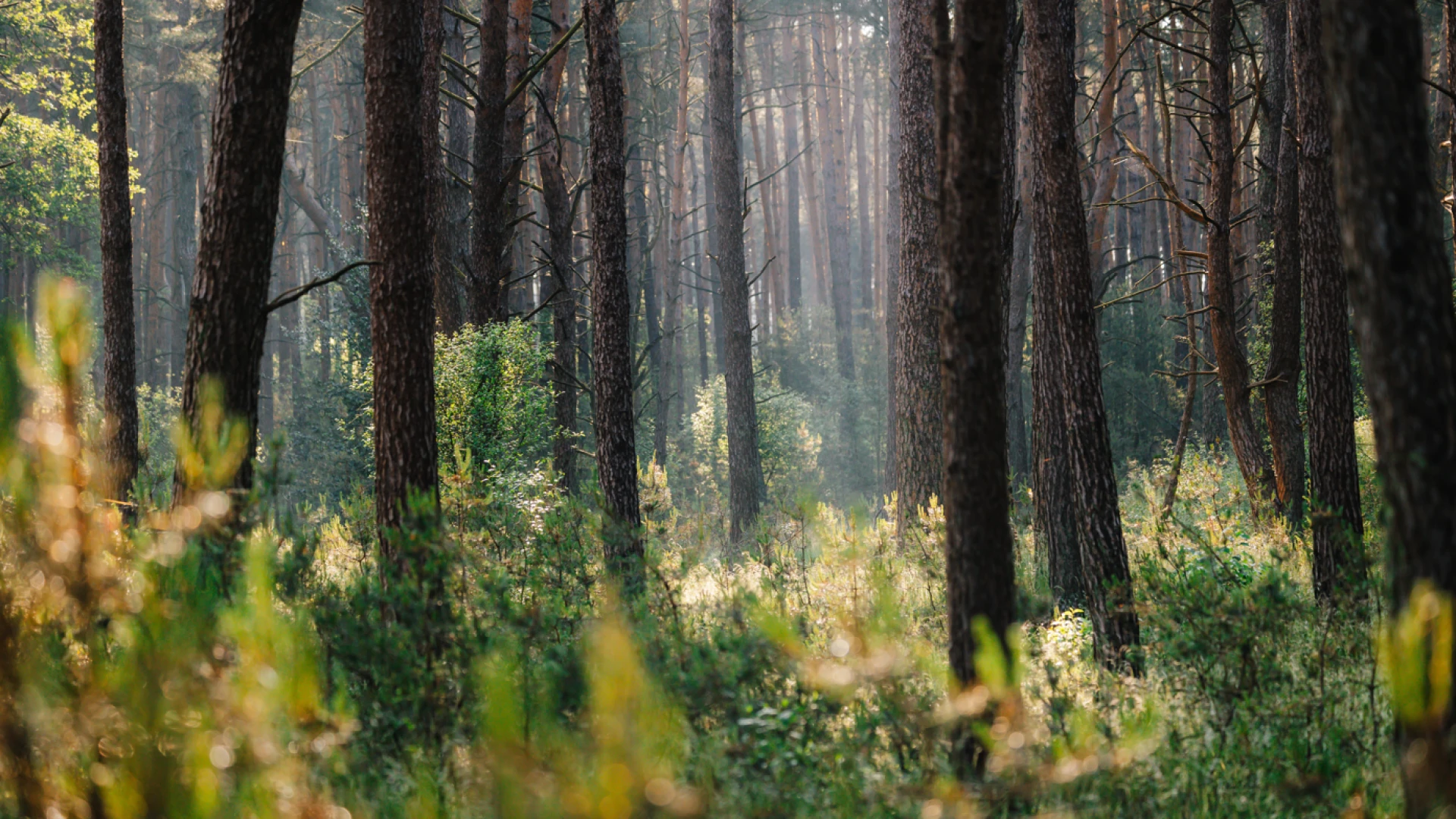 Hoofdafbeelding voor artikel Nationaal Park Bosland viert…