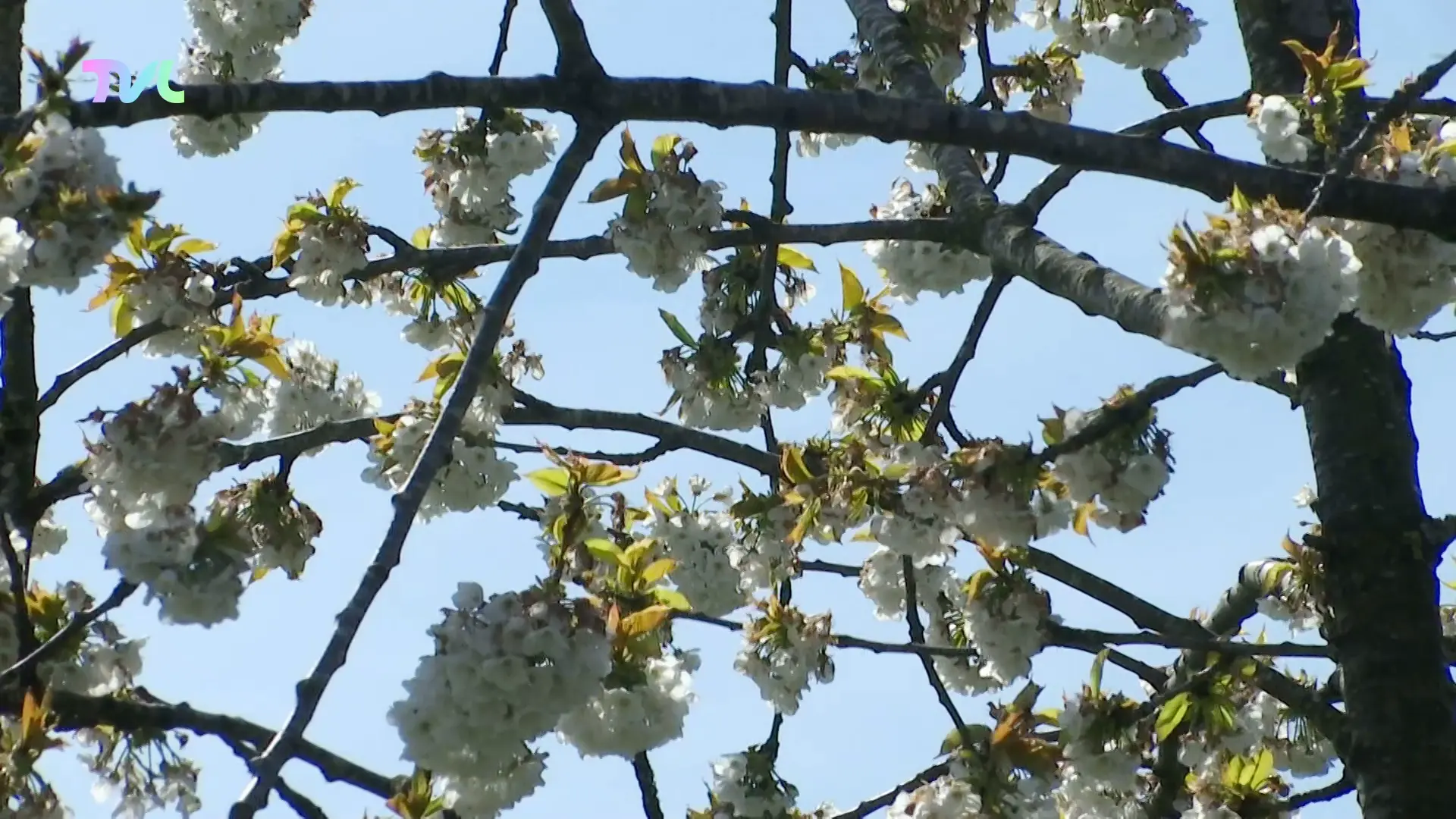 Hoofdafbeelding voor artikel Bloesemfestival Lumineus wil…