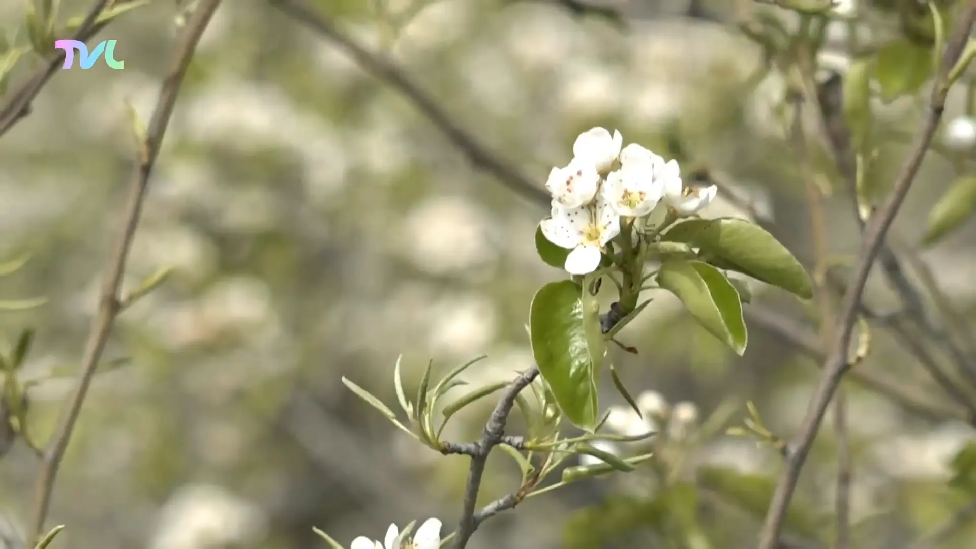 Hoofdafbeelding voor artikel Tongeren-Borgloon is klaar…