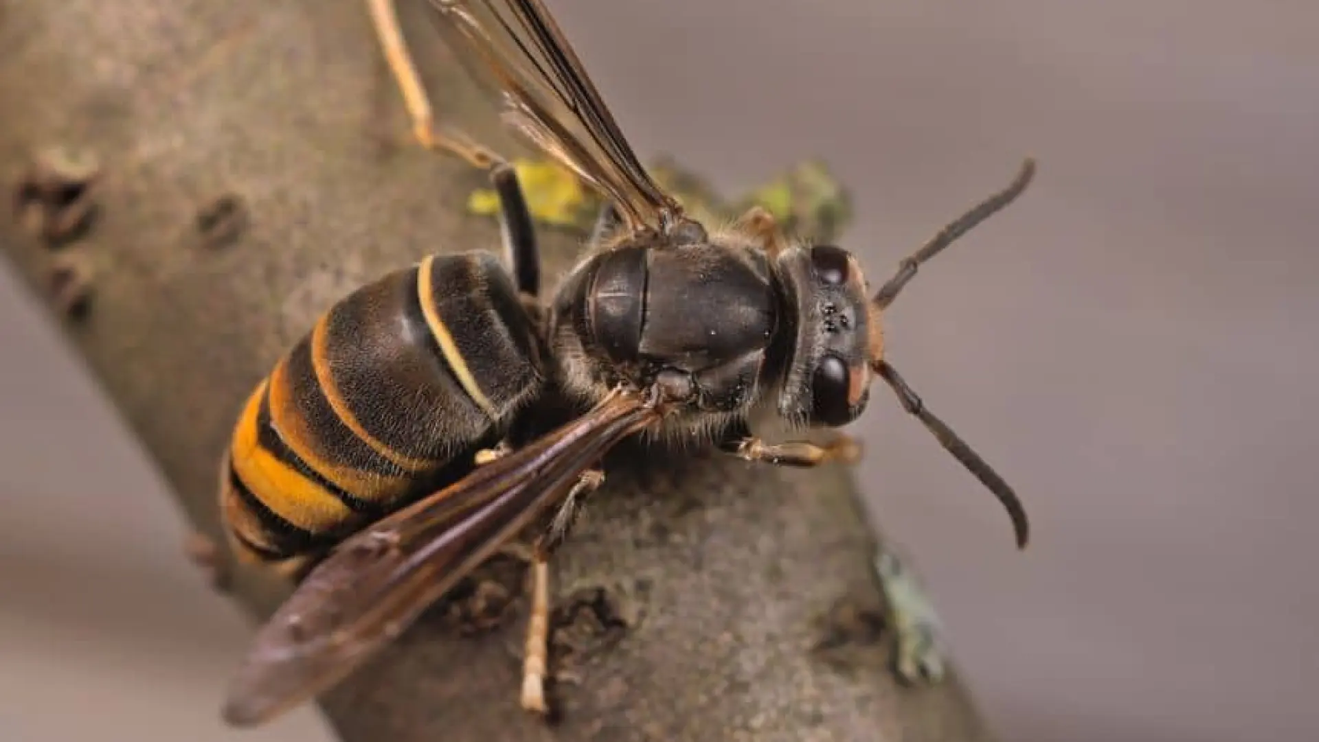 Hoofdafbeelding voor artikel Aziatische hoornaar is een…