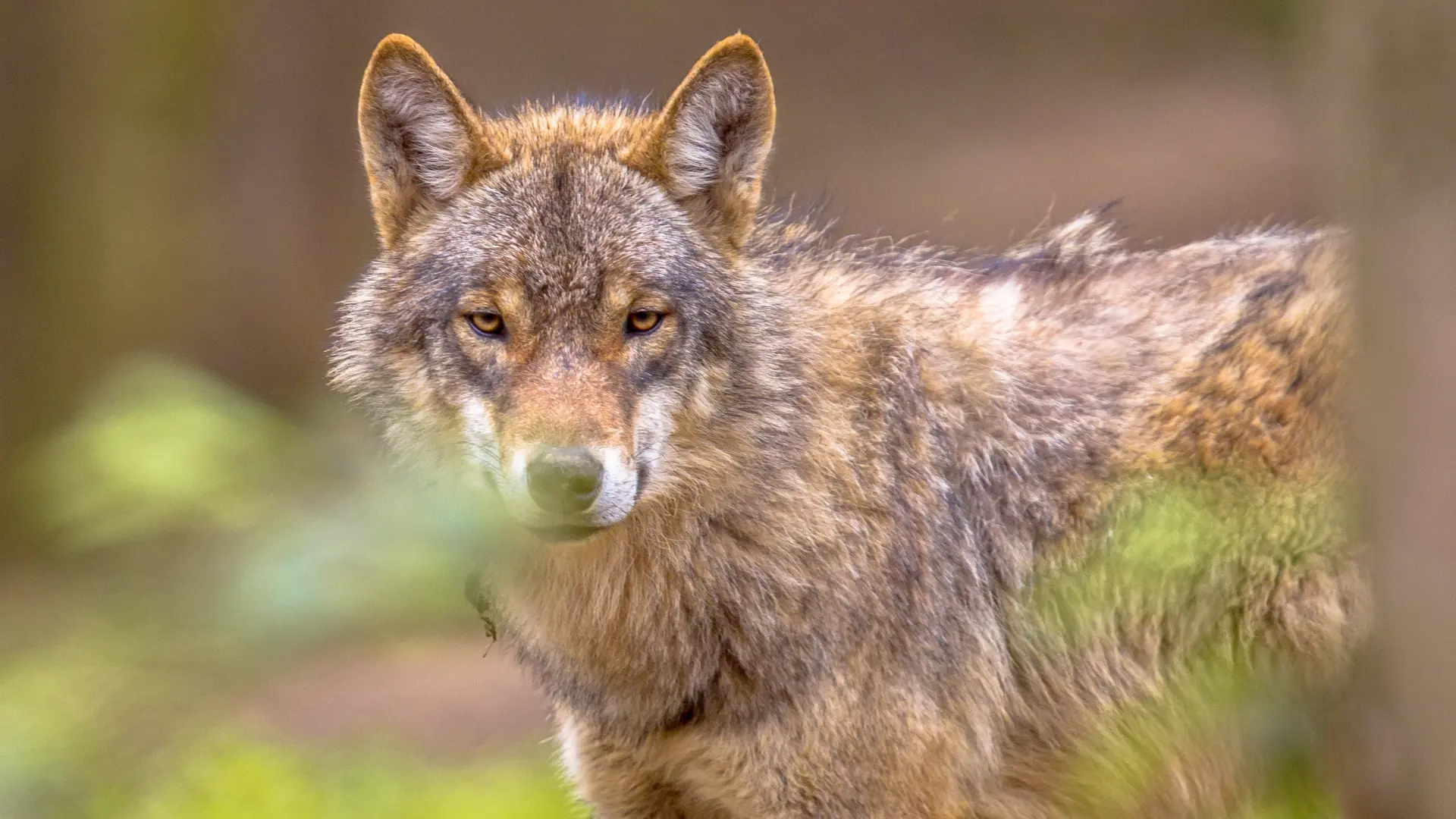 Hoofdafbeelding voor artikel Jonge wolf gefilmd in Molenbeersel