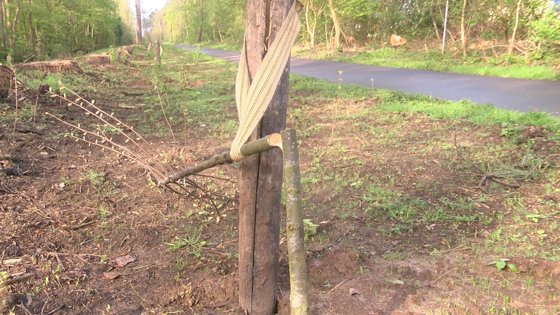 Hoofdafbeelding voor artikel Vandaal zaagt al voor tweede…