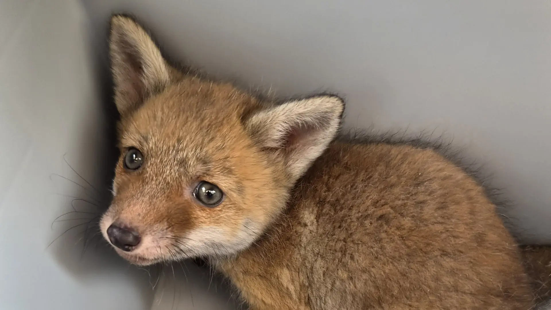 Hoofdafbeelding voor artikel Natuurhulpcentrum Oudsbergen…