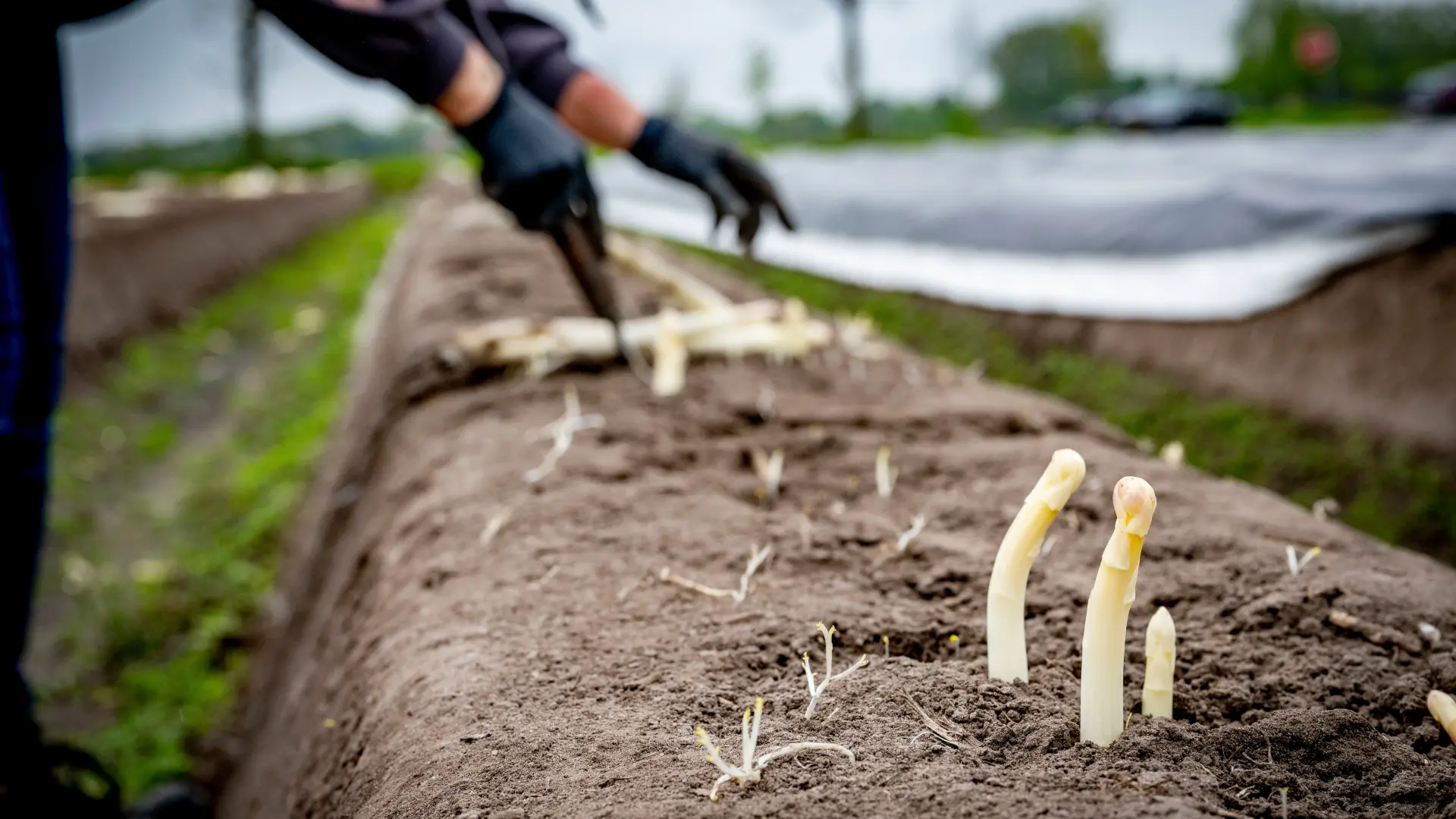 Hoofdafbeelding voor artikel Streekproducten trekken Limburgs…