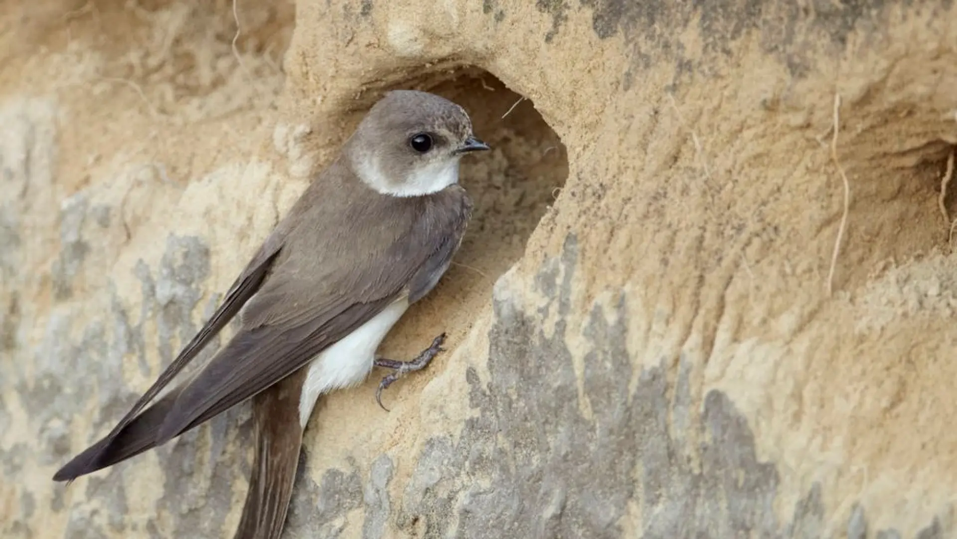 Hoofdafbeelding voor artikel Oeverzwaluw nestelt aan Maasoever