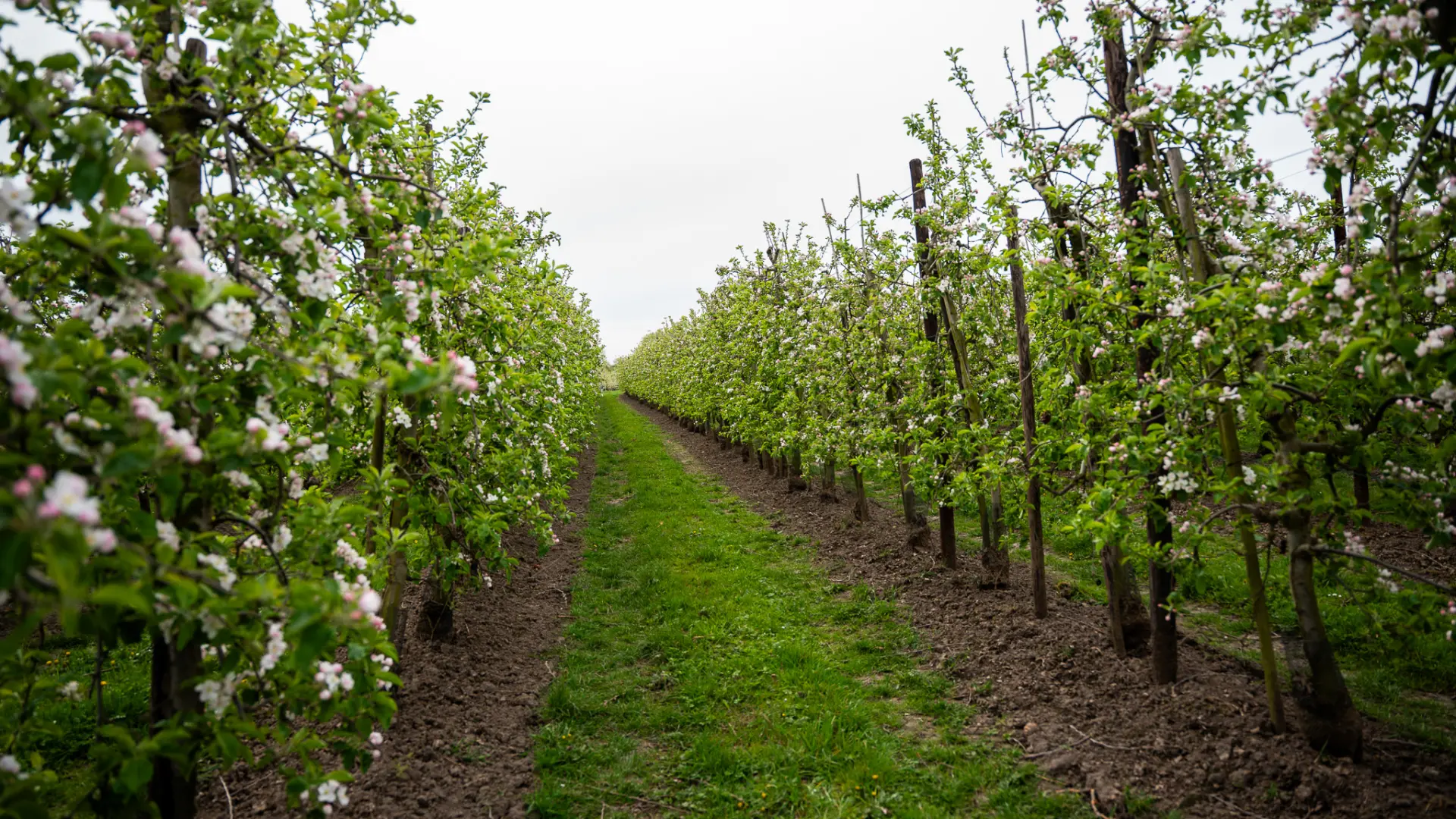 Hoofdafbeelding voor artikel Wie bacterievuur in tuin negeert,…