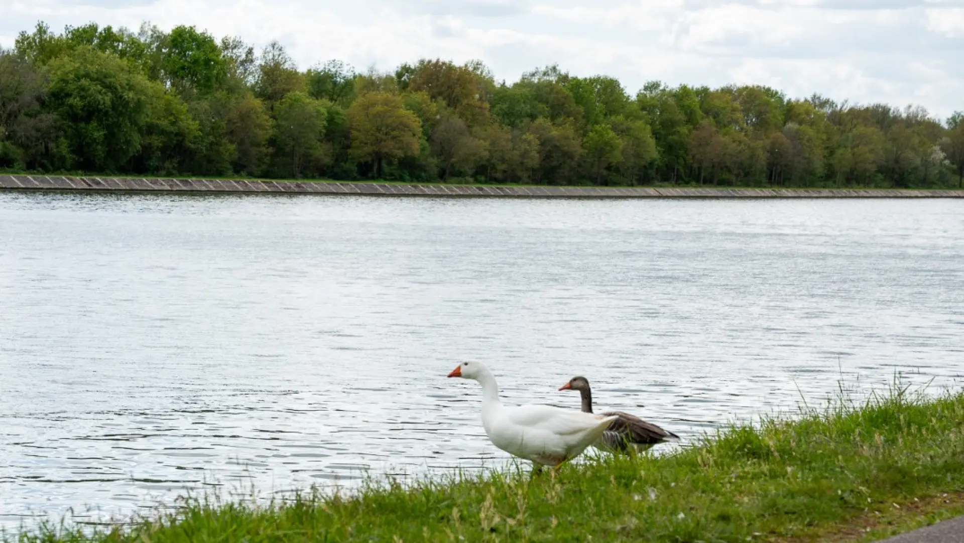 Hoofdafbeelding voor artikel Freddy de gans aan Hasseltse…
