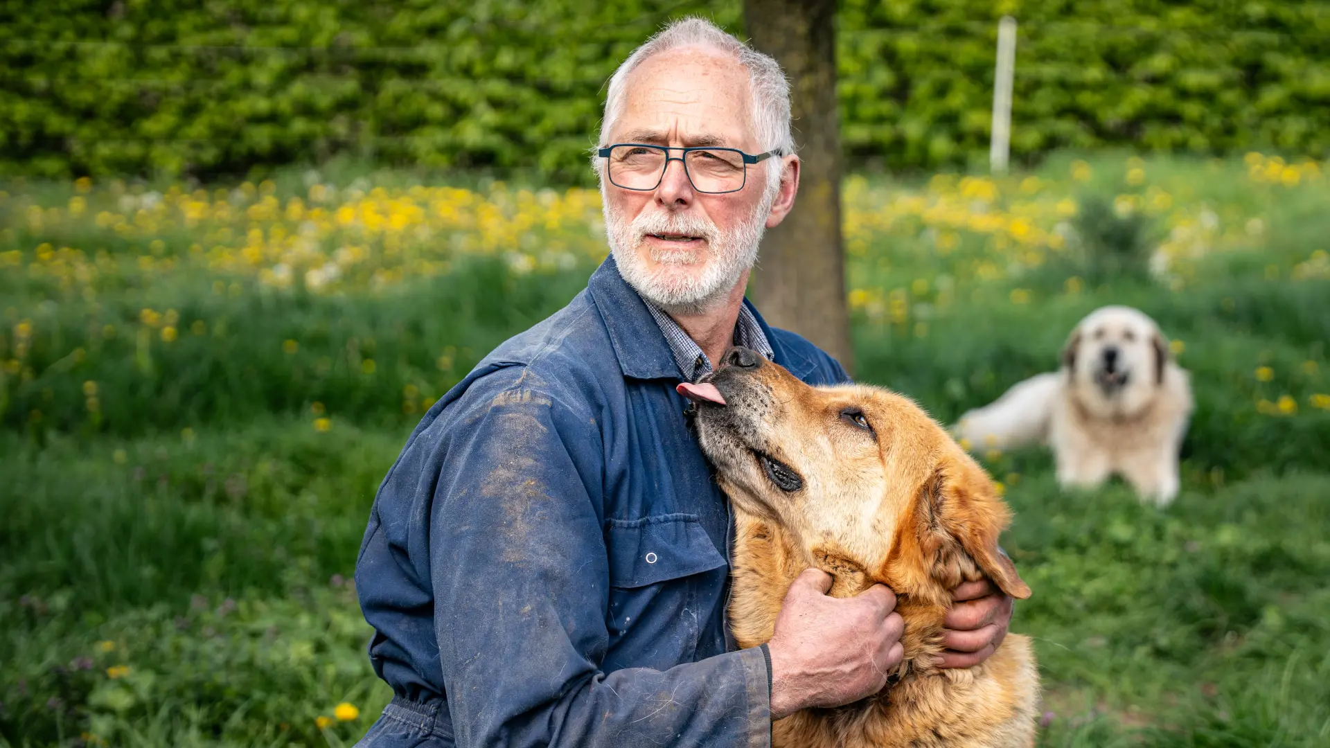 Hoofdafbeelding voor artikel Limburgse schapenhouder wil…