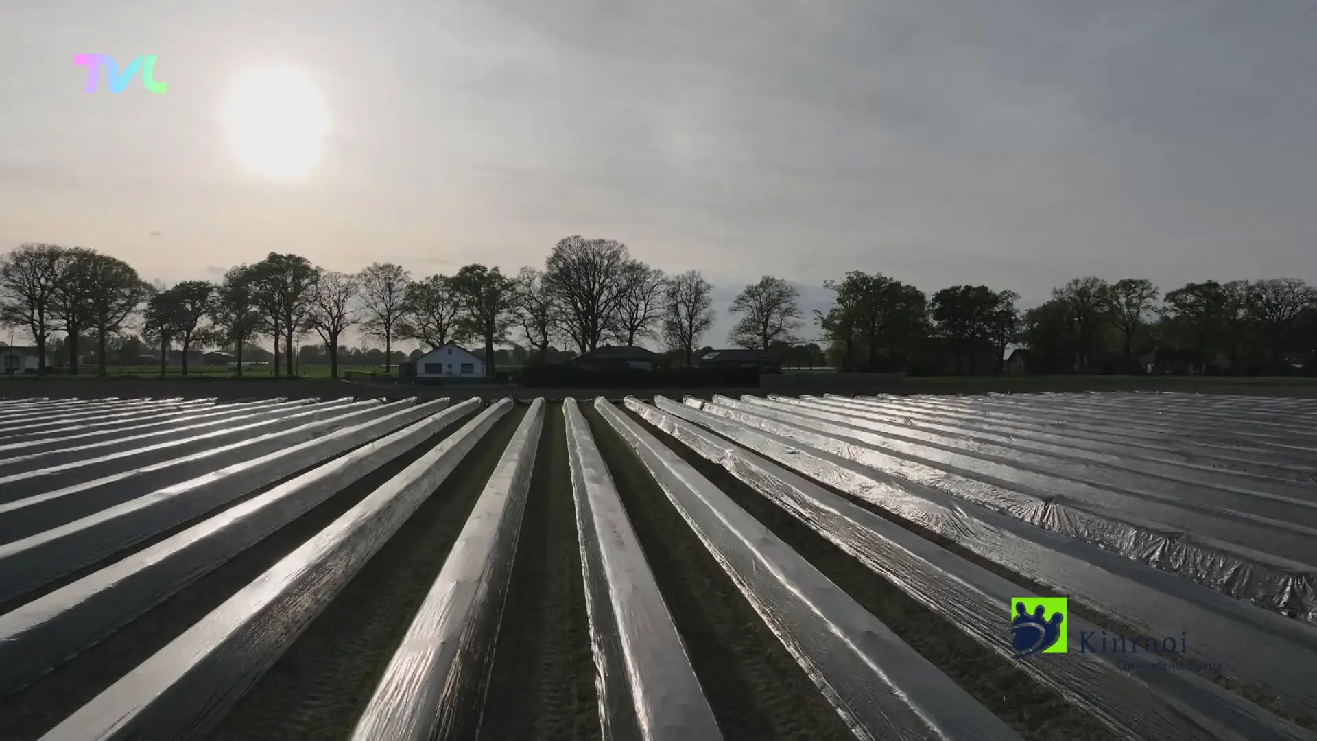 Hoofdafbeelding voor artikel Kinrooi - Opening Aspergeseizoen