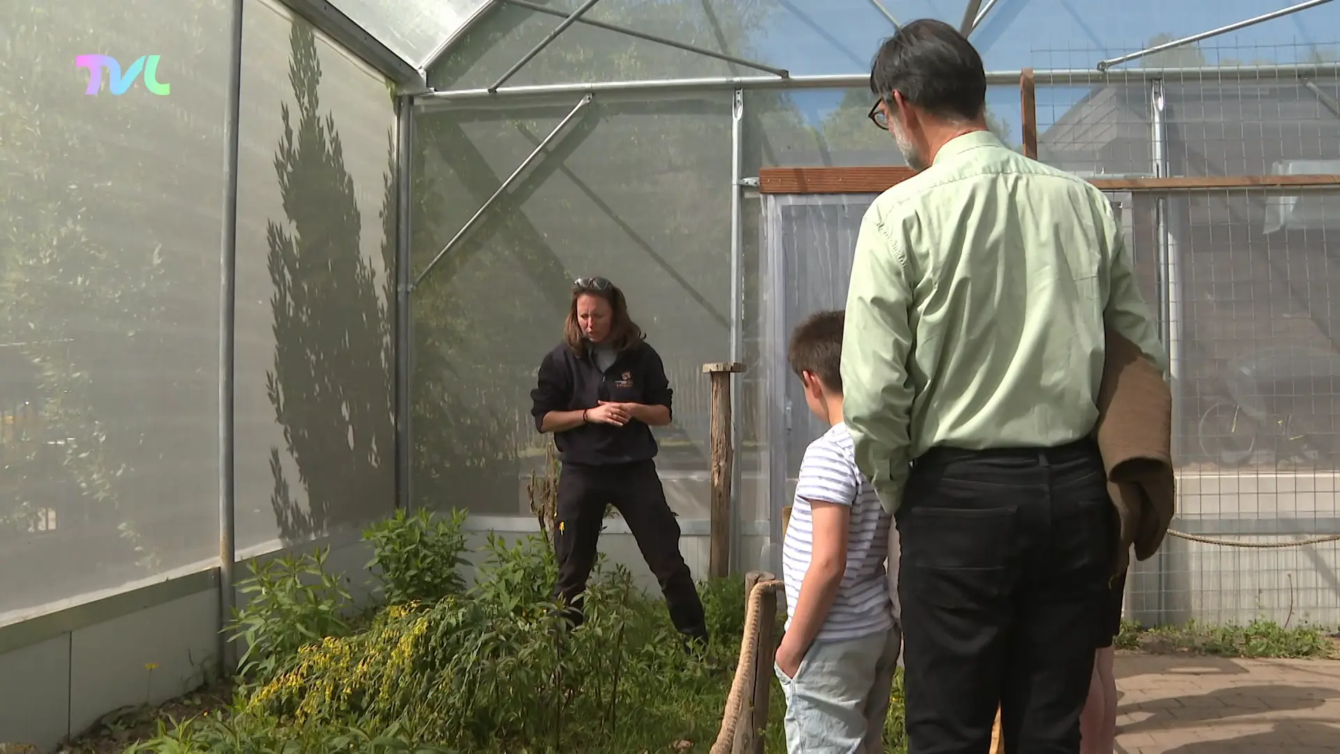 Bermbeheer nekt dagvlinders, nieuwe Zutendaalse vlindertuin moet helpen