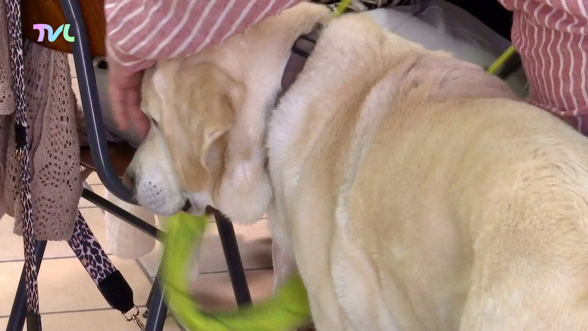 Onmisbare hulphonden in de kijker