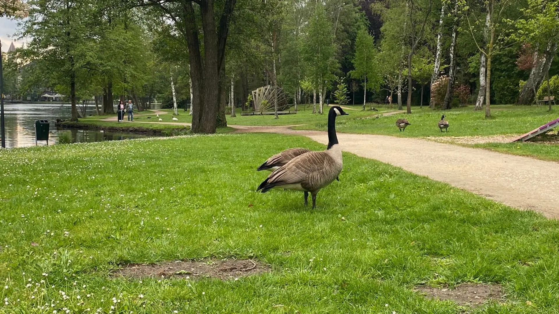 Hoofdafbeelding voor artikel Strijd tegen Canadese gans…