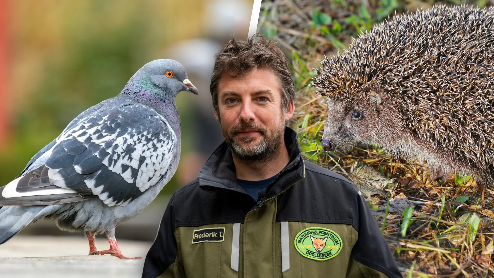 Hoofdafbeelding voor artikel 50 jaar Natuurhulpcentrum…