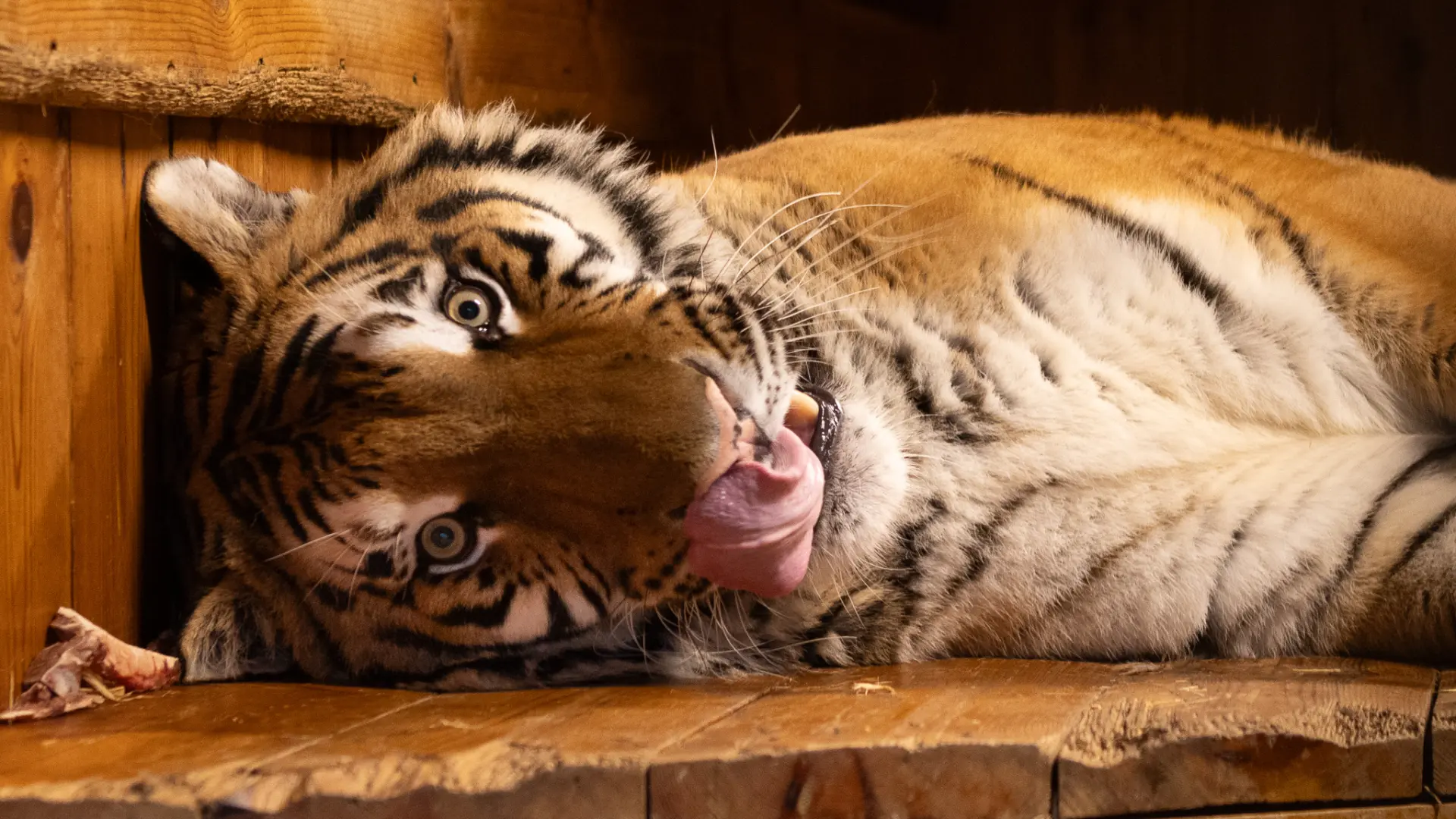 Hoofdafbeelding voor artikel Tijger & lynx vertrekken uit…