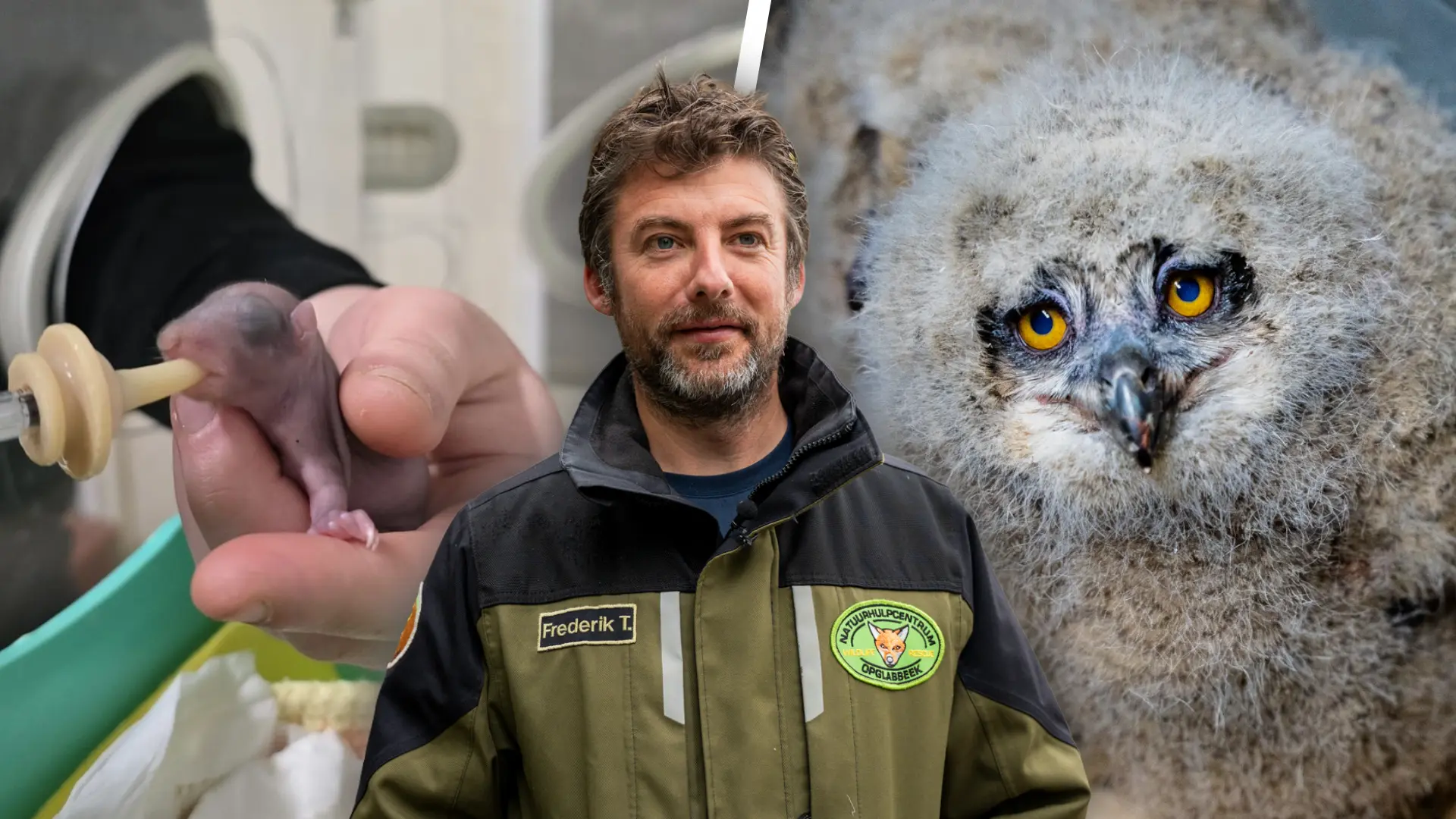 Hoofdafbeelding voor artikel 50 jaar Natuurhulpcentrum…