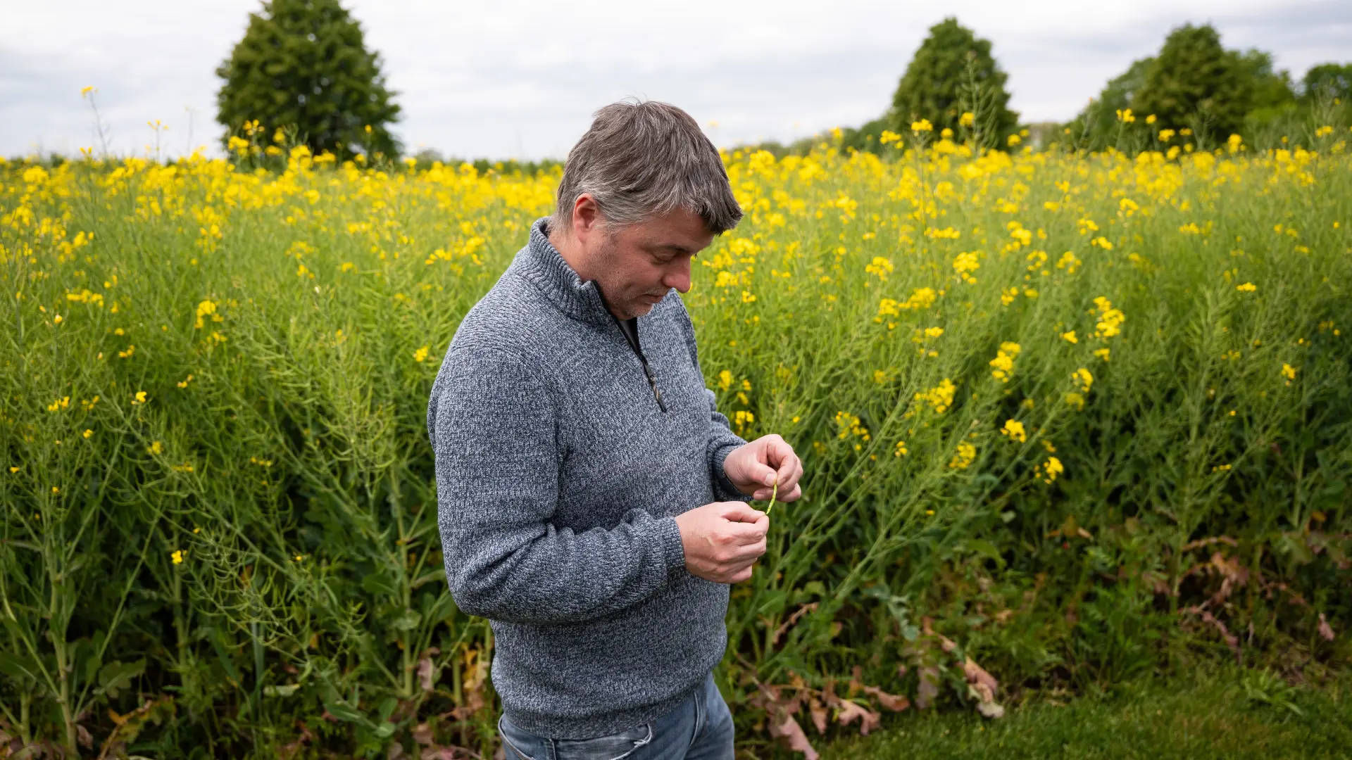 Limburgse landbouwers telen minder aardappelen en meer koolzaad