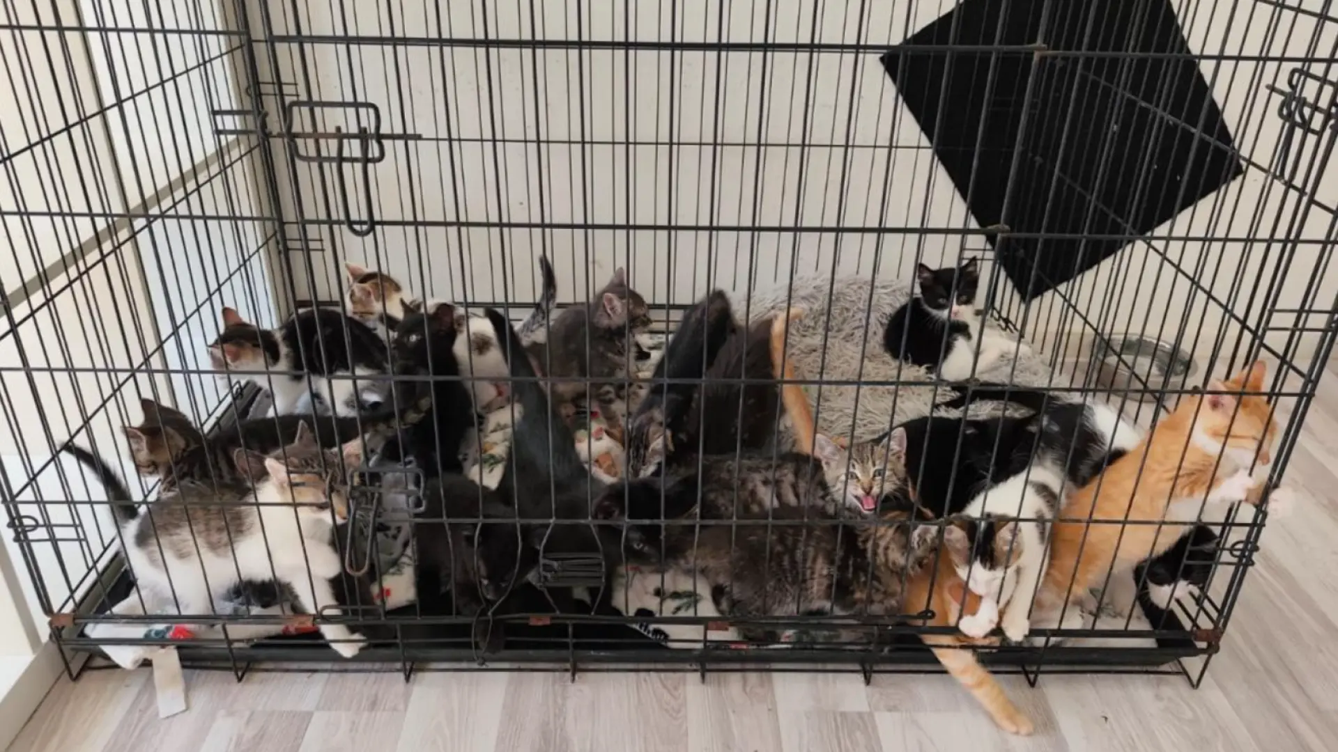 Hoofdafbeelding voor artikel Dierenasiel DINO kreunt onder…