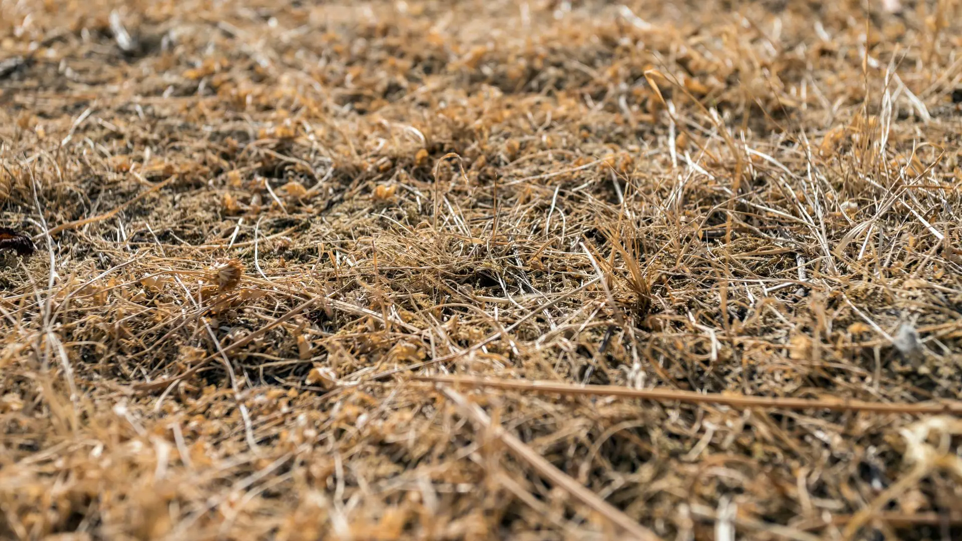 Hoofdafbeelding voor artikel Vlaanderen schaalt droogtebeheer…