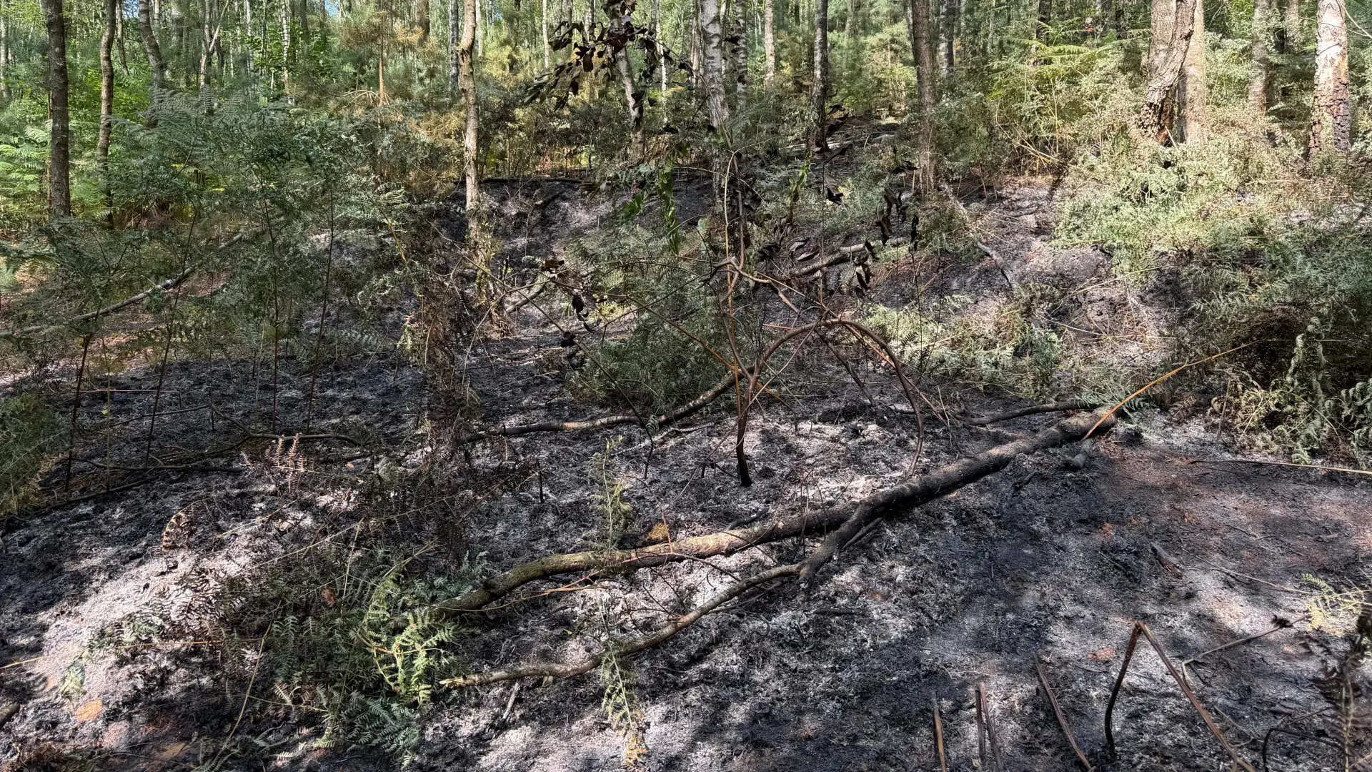 Brandweer blust na in moeilijke bereikbaar Lanklaarderbos