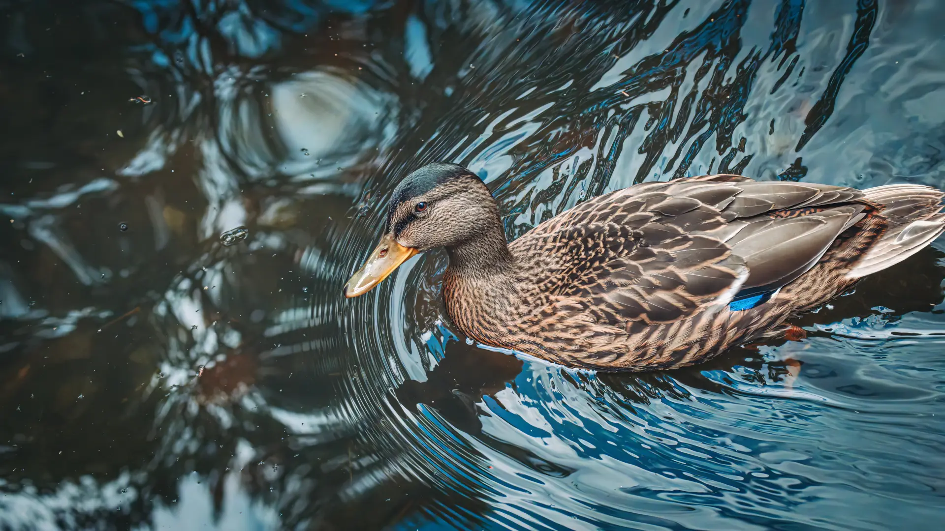 Hoofdafbeelding voor artikel Natuurhulpcentrum laat meer…