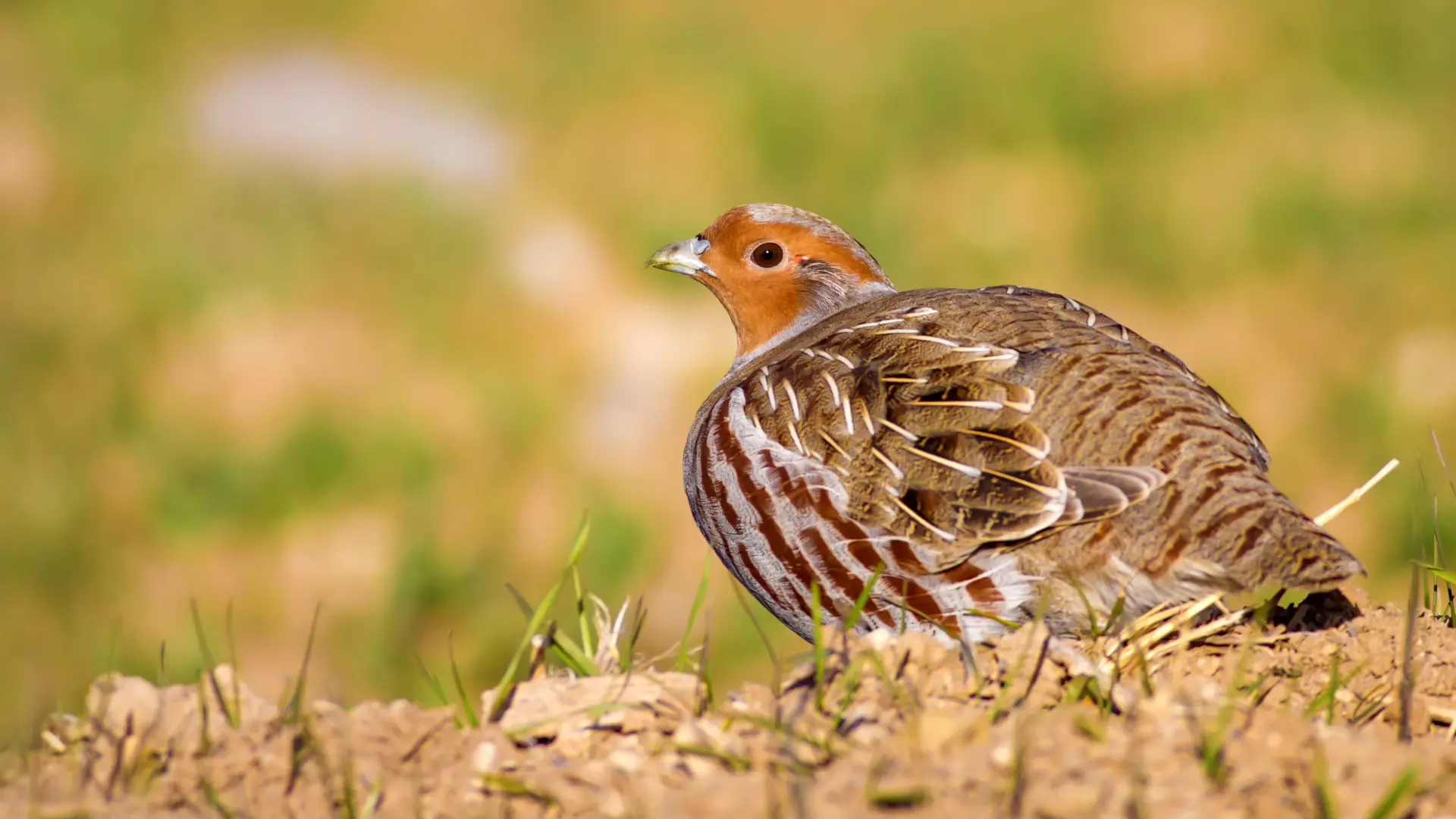 Hoofdafbeelding voor artikel Vogelbescherming Vlaanderen…