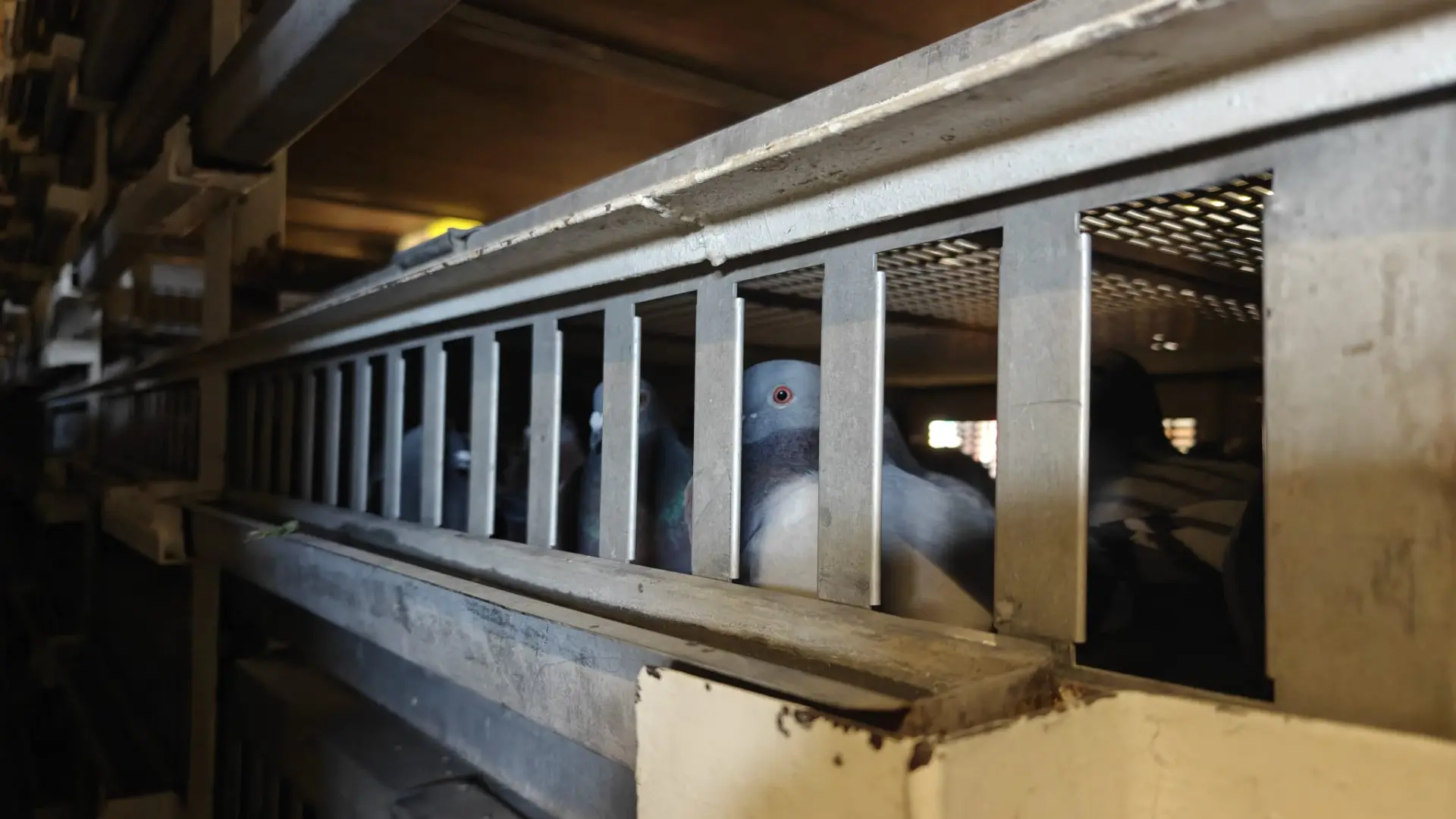 Hoofdafbeelding voor artikel 5.400 Limburgse duiven ingekorfd…