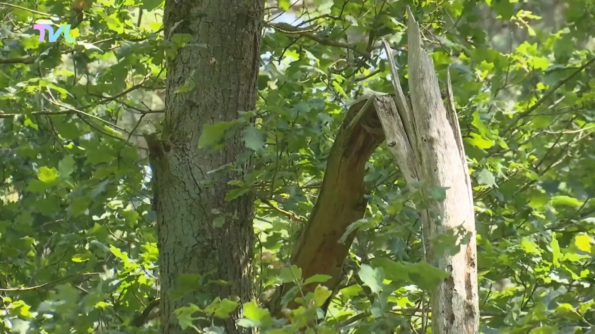 Hoofdafbeelding voor artikel Waarom onze bomen nu al in…